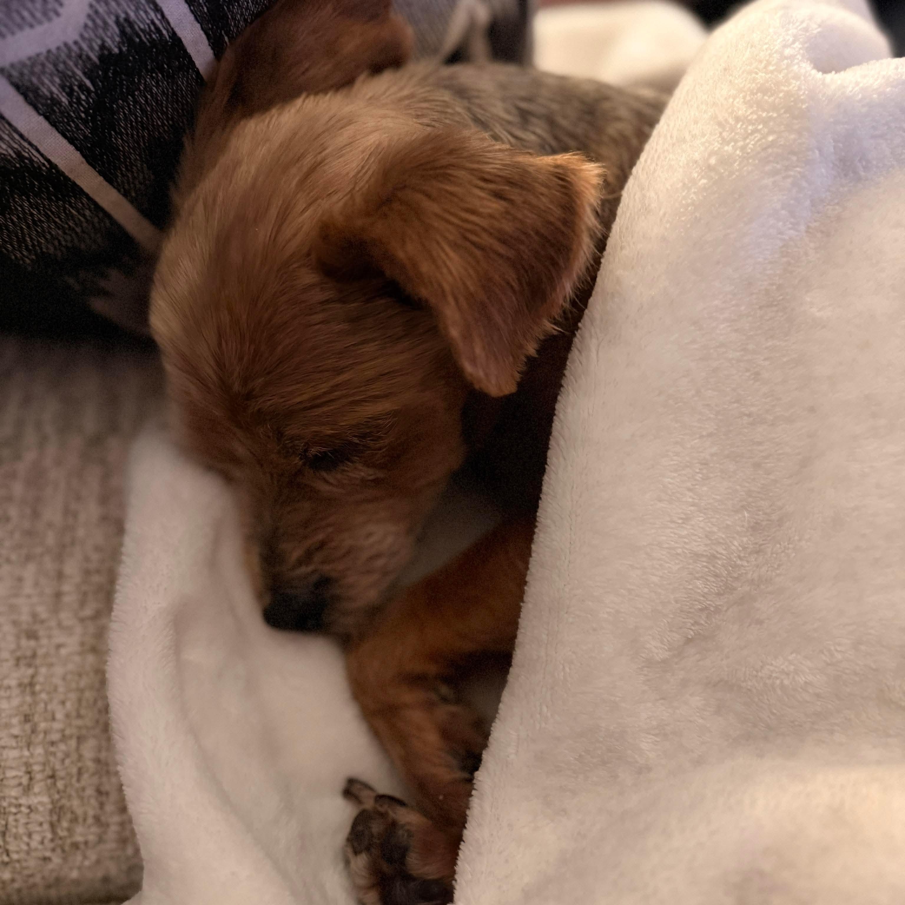 Enlarge Tito, an adopted Yorkshire Terrier in San Antonio, TX image 4/6