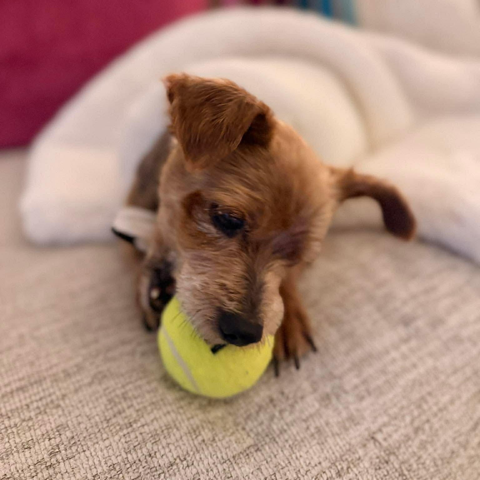 Enlarge Tito, an adopted Yorkshire Terrier in San Antonio, TX image 6/6
