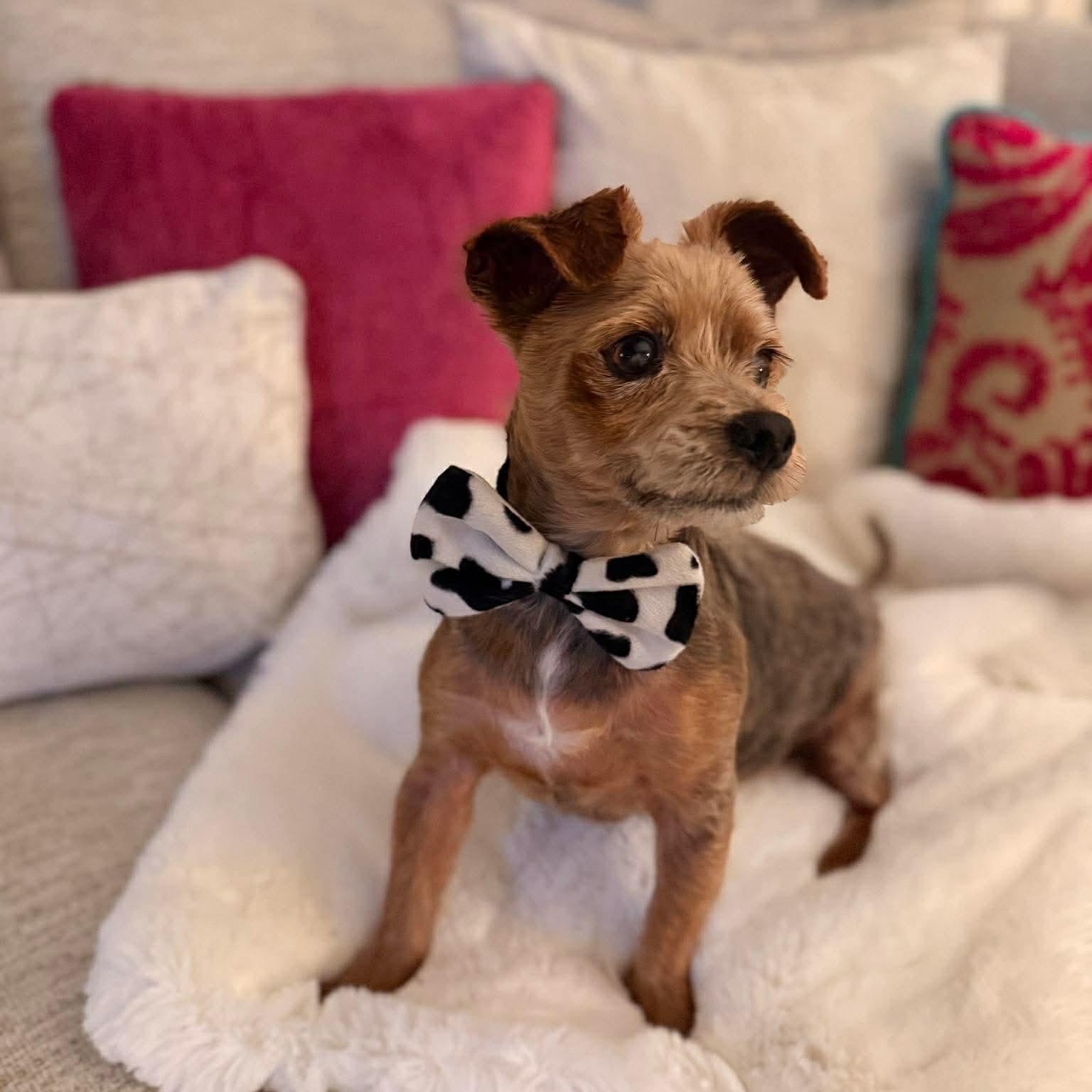 Enlarge Tito, an adopted Yorkshire Terrier in San Antonio, TX image 5/6