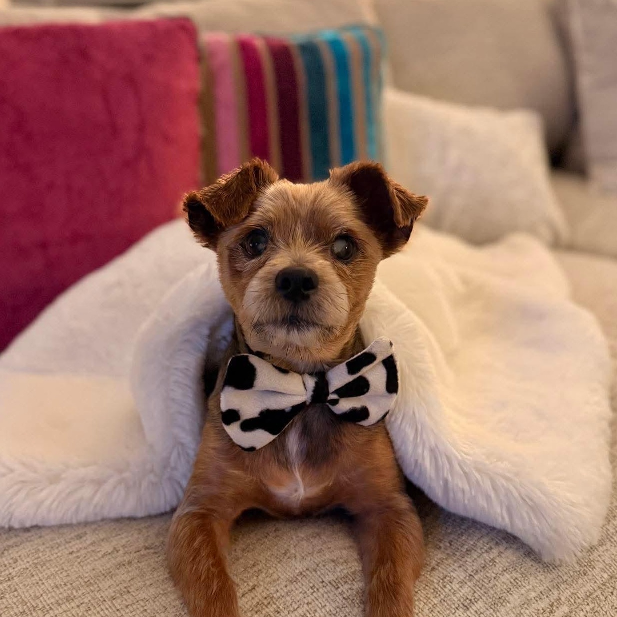 Enlarge Tito, an adopted Yorkshire Terrier in San Antonio, TX image 3/6