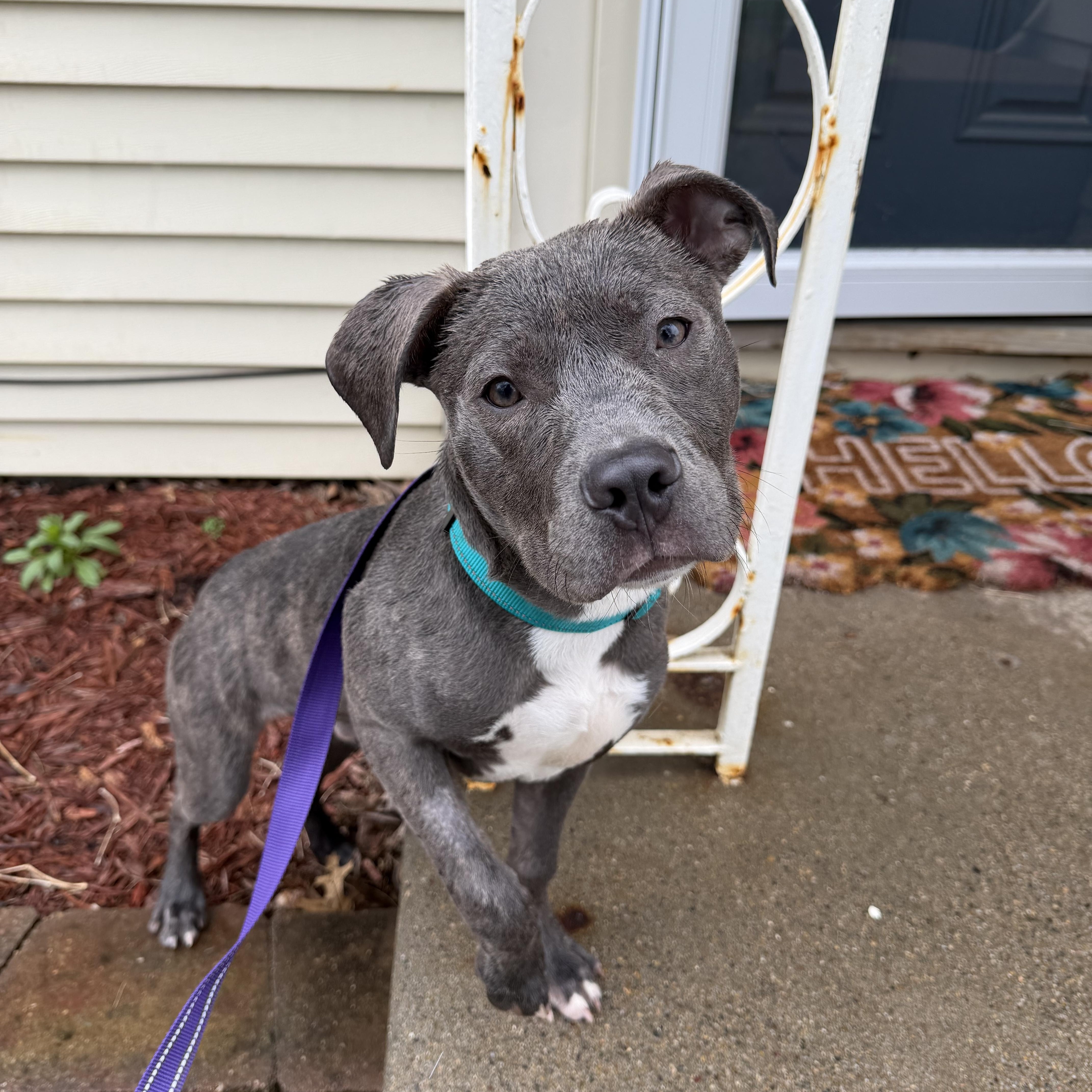 Enlarge Raider, an adopted Pit Bull Terrier in Bettendorf, IA image 1/2