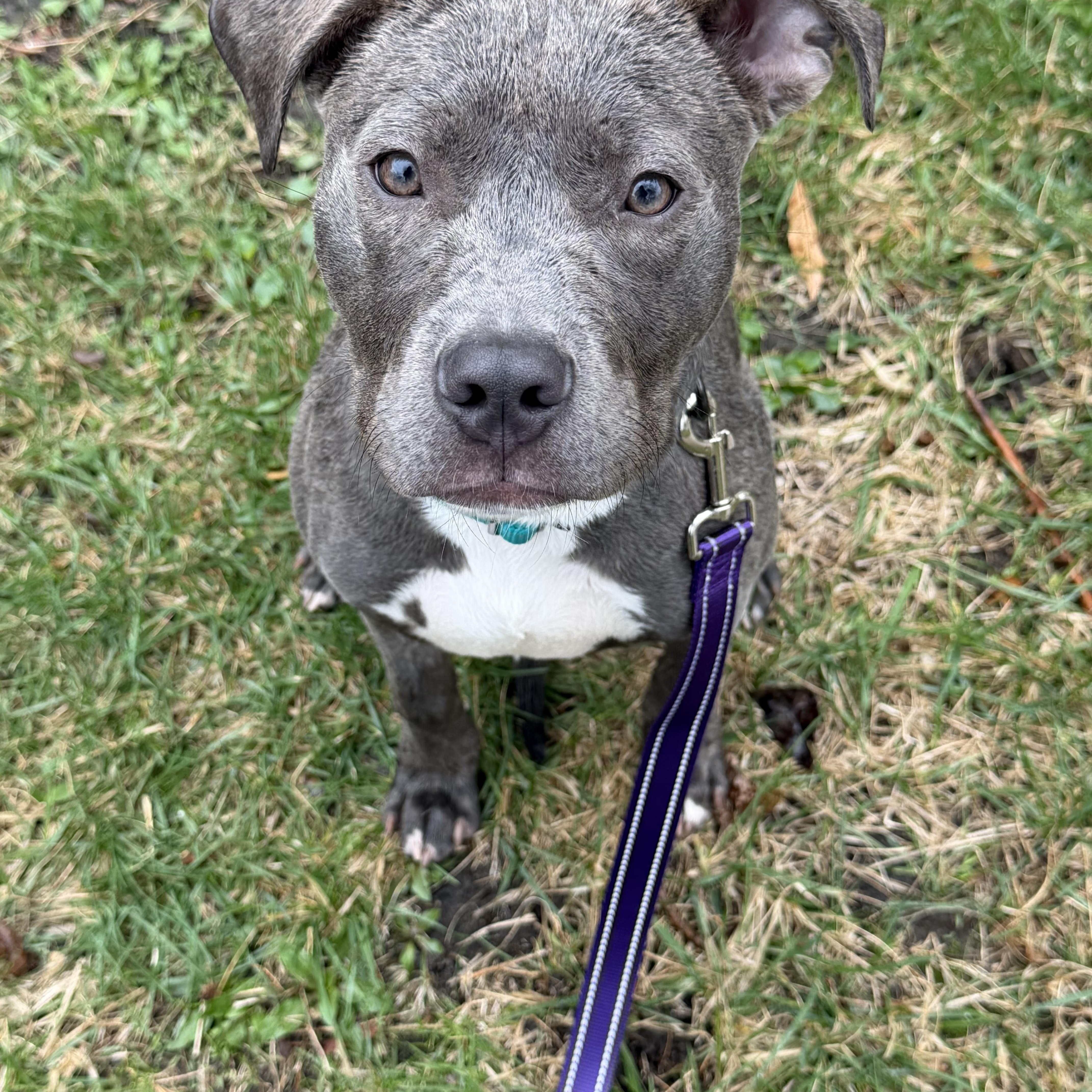Enlarge Raider, an adopted Pit Bull Terrier in Bettendorf, IA image 2/2