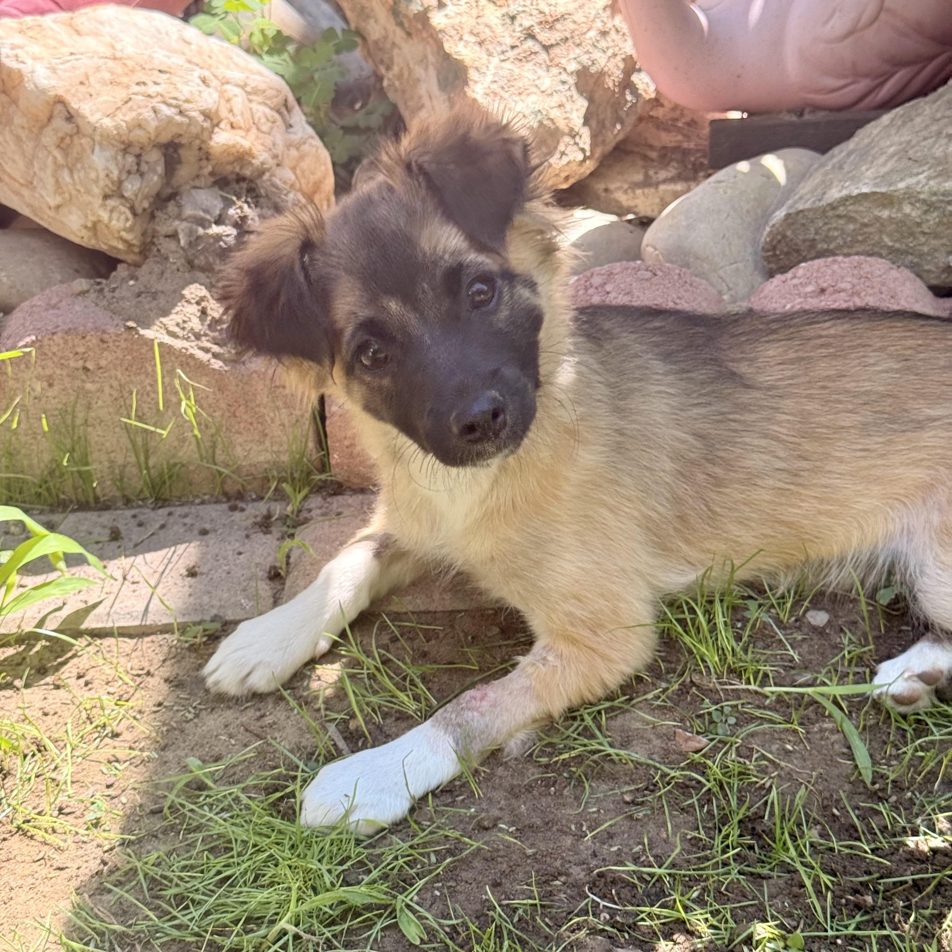 Sasha, an adopted mixed breed in modesto, CA image 6/6