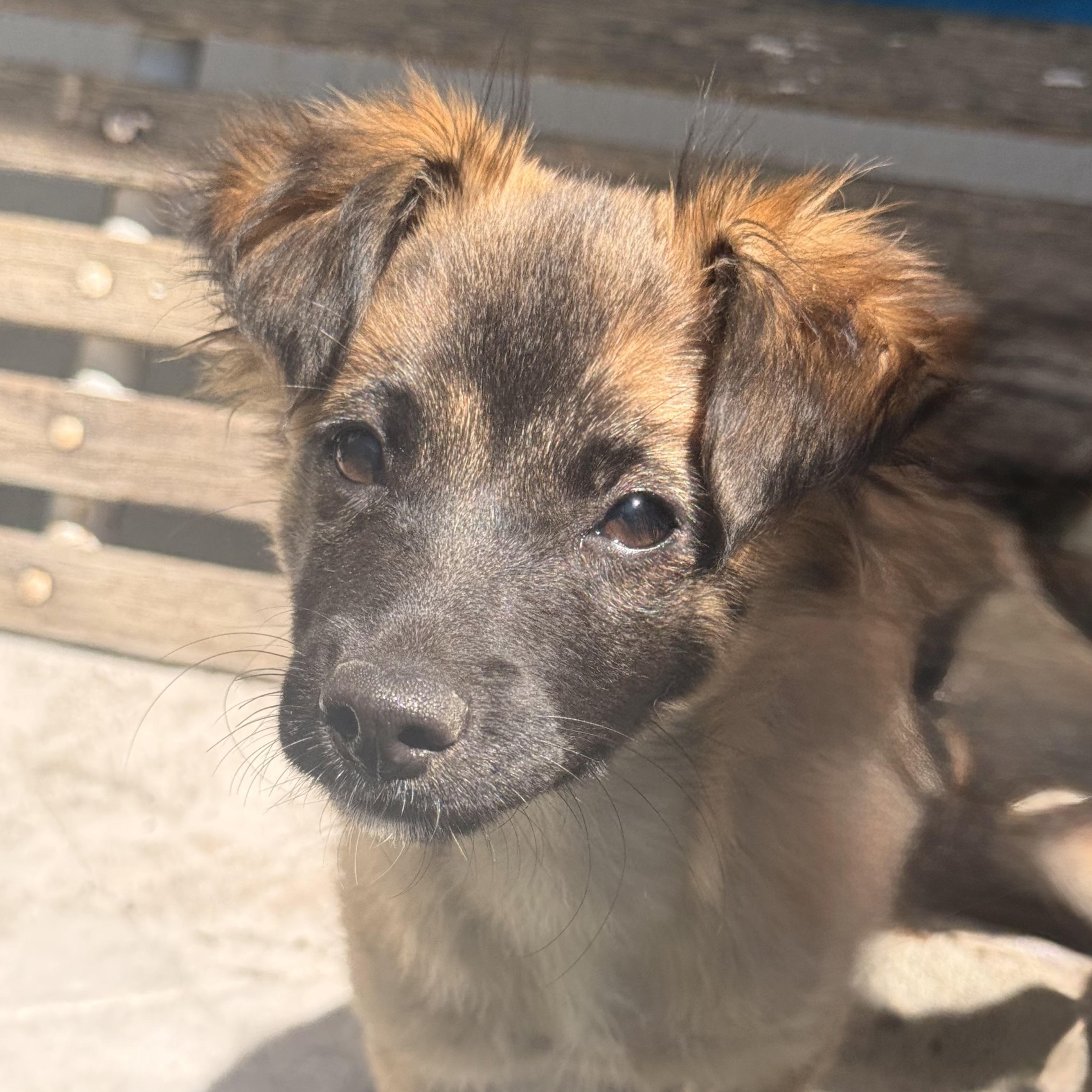 Sasha, an adopted mixed breed in modesto, CA image 4/6