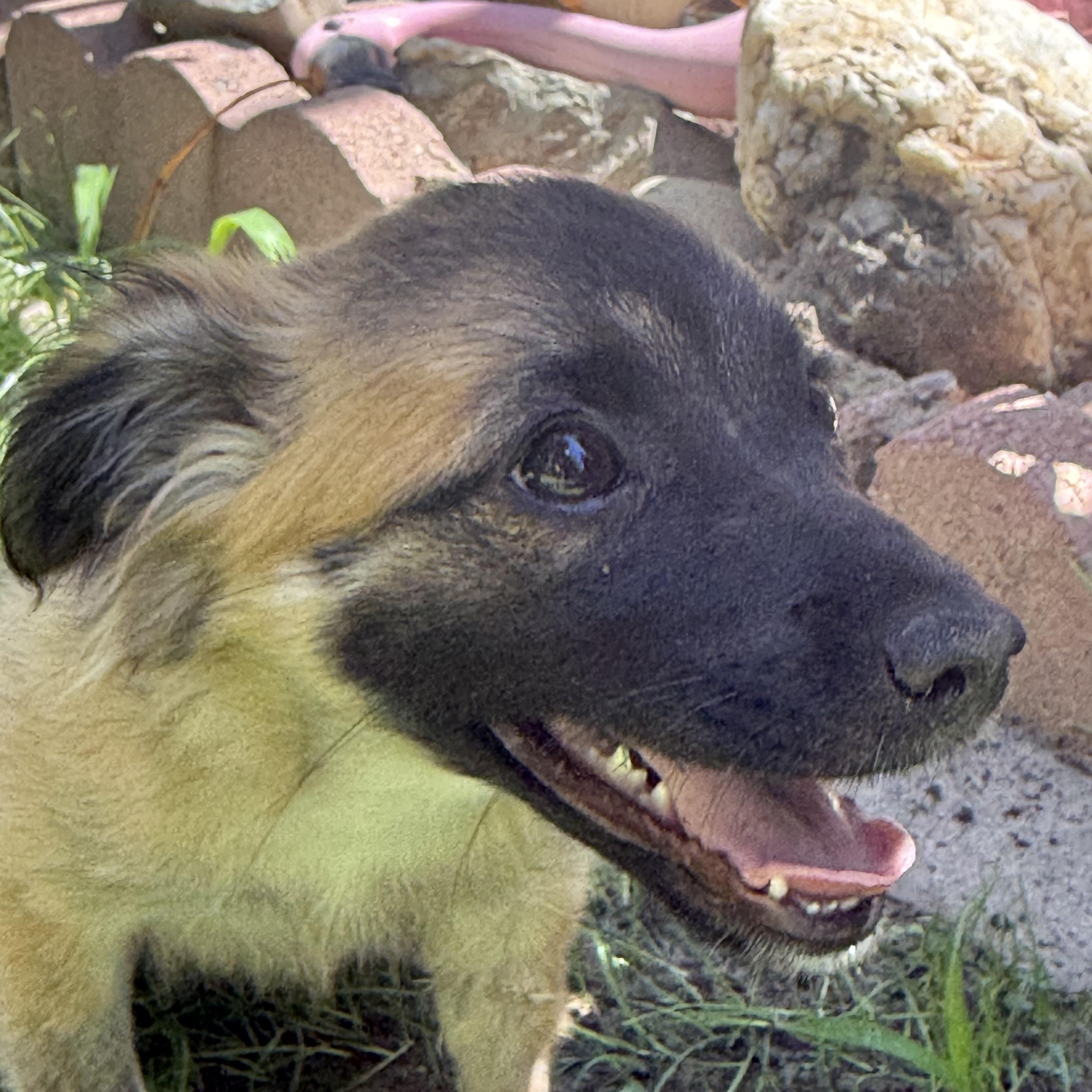 Sasha, an adopted mixed breed in modesto, CA image 5/6