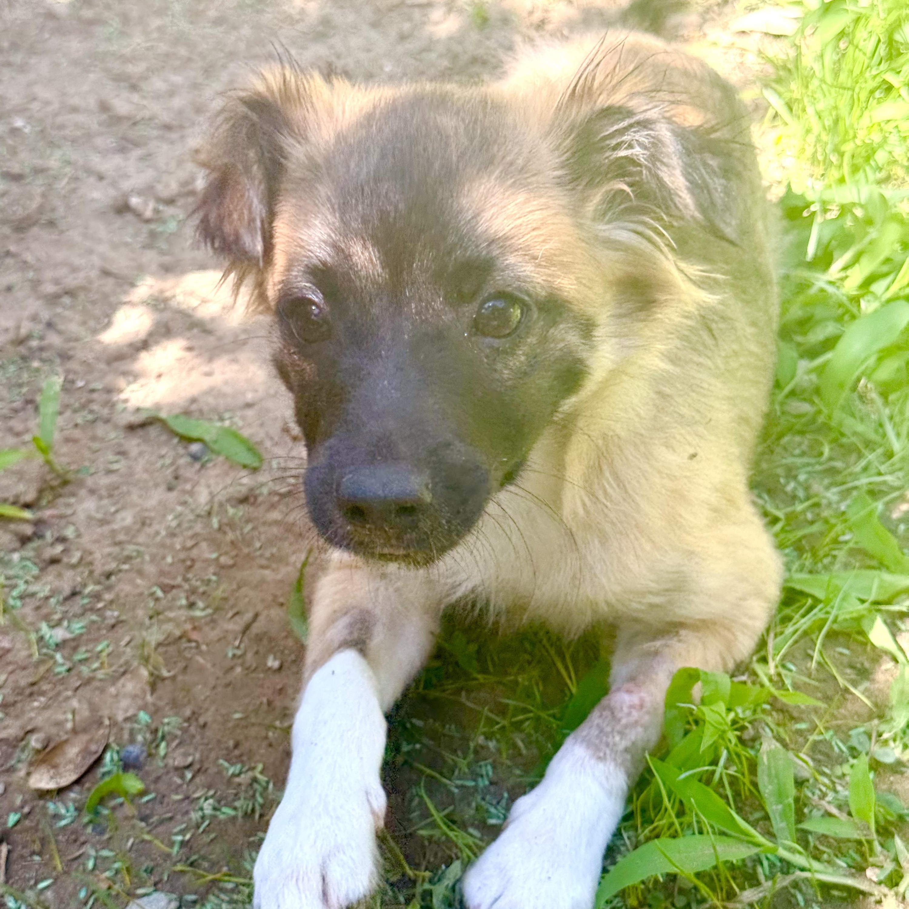 Sasha, an adopted mixed breed in modesto, CA image 2/6