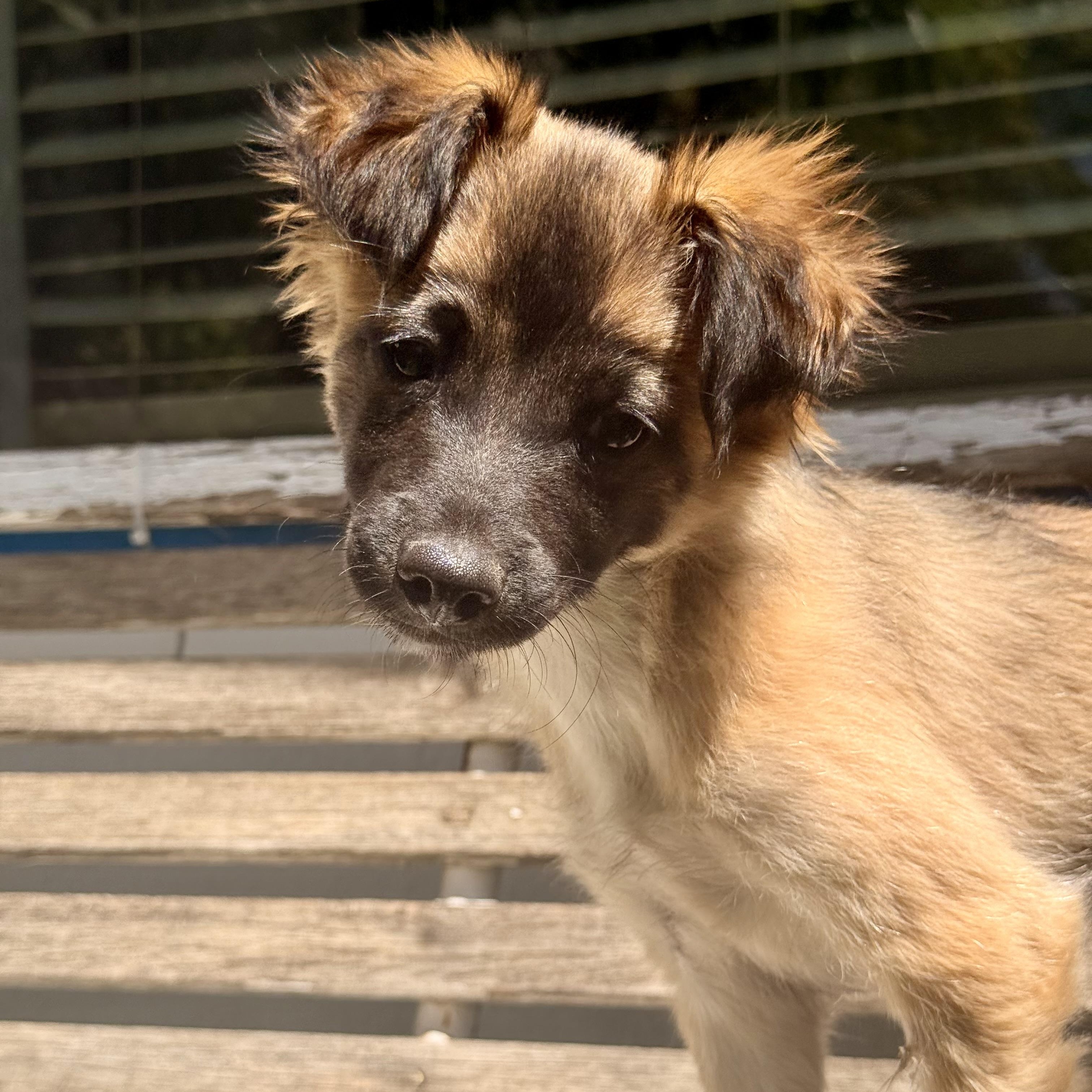 Sasha, an adopted mixed breed in modesto, CA image 1/6