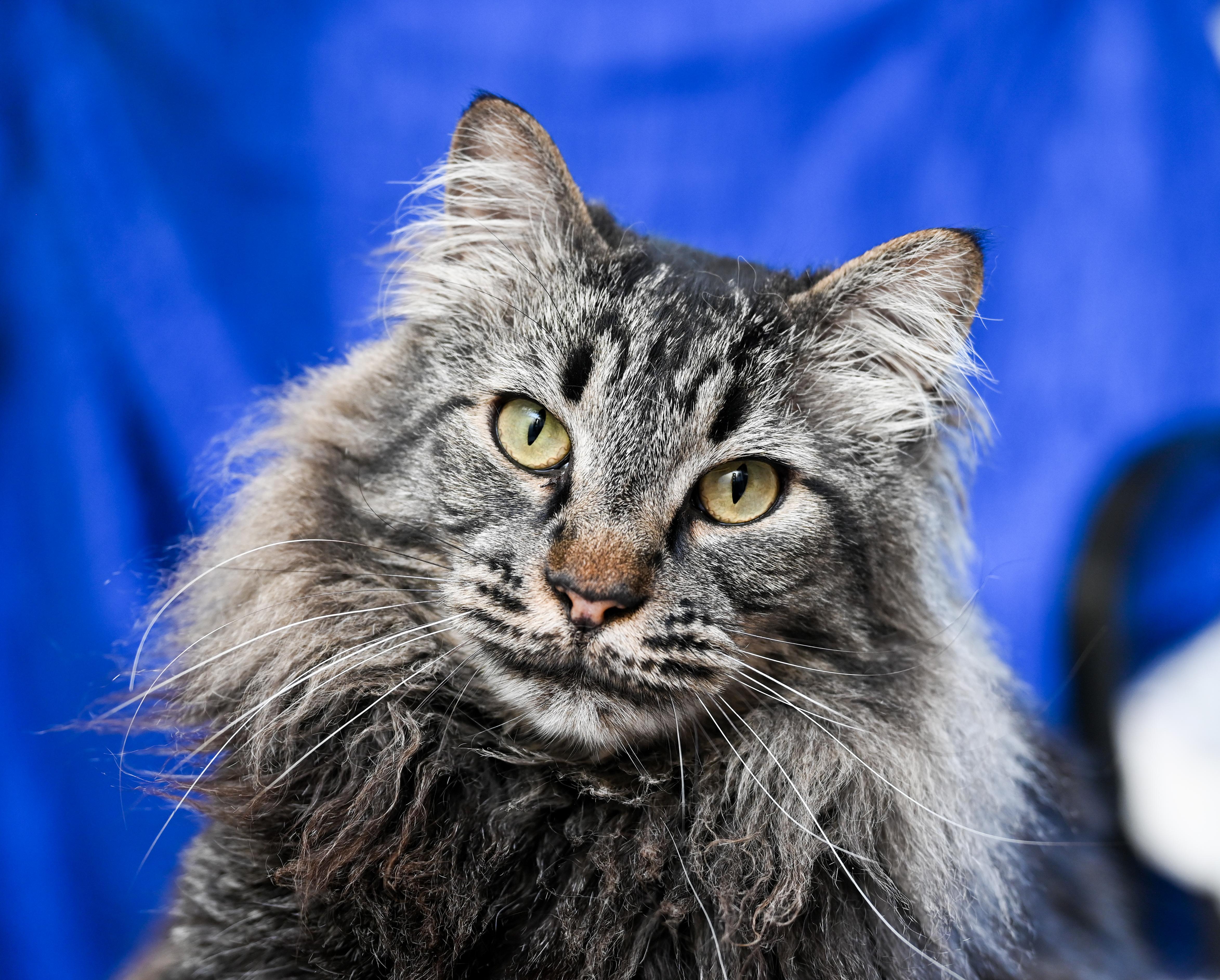 Enlarge Sebastian, an adopted mixed breed in Chattanooga, TN image 4/6