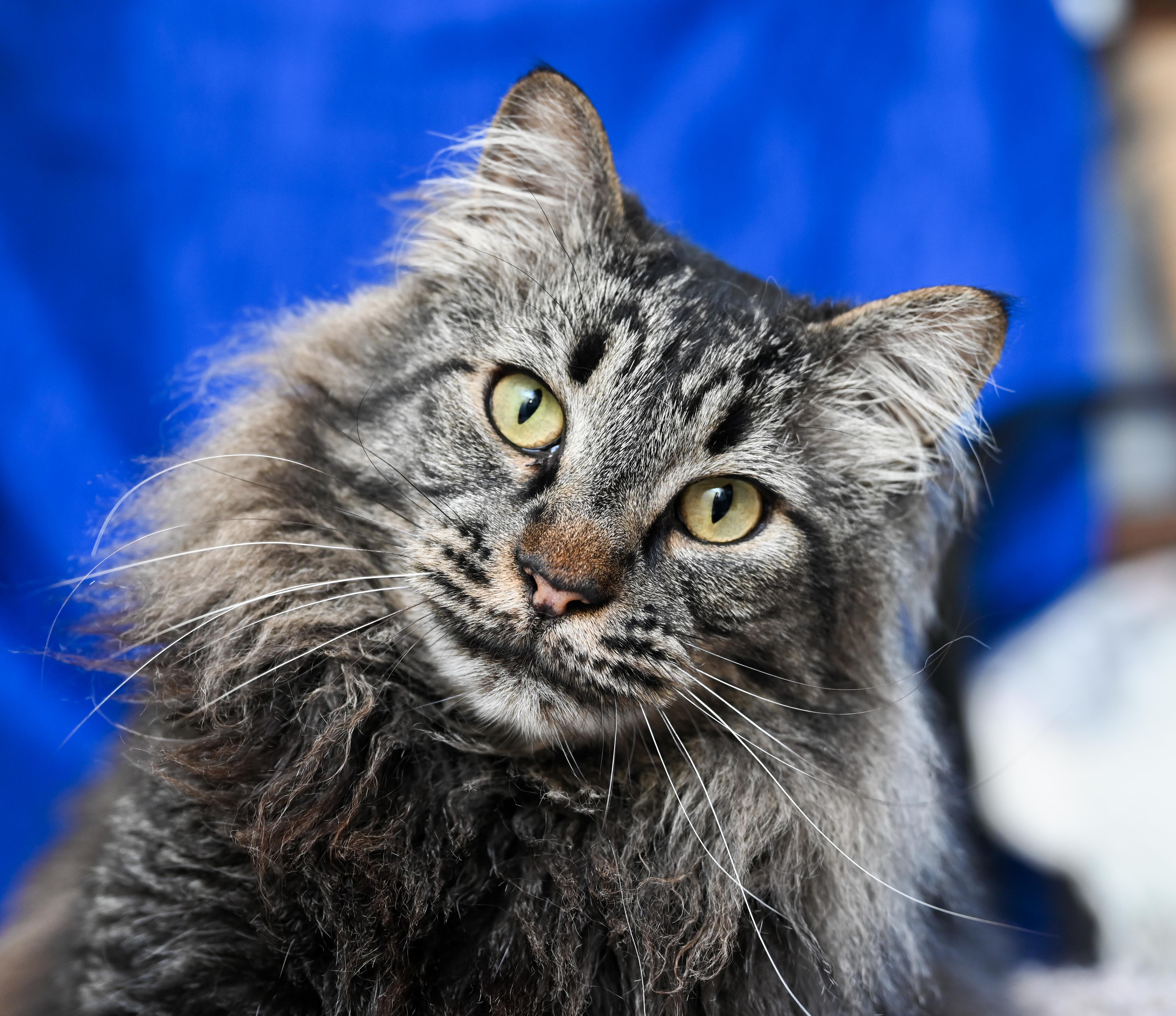 Enlarge Sebastian, an adopted mixed breed in Chattanooga, TN image 1/6