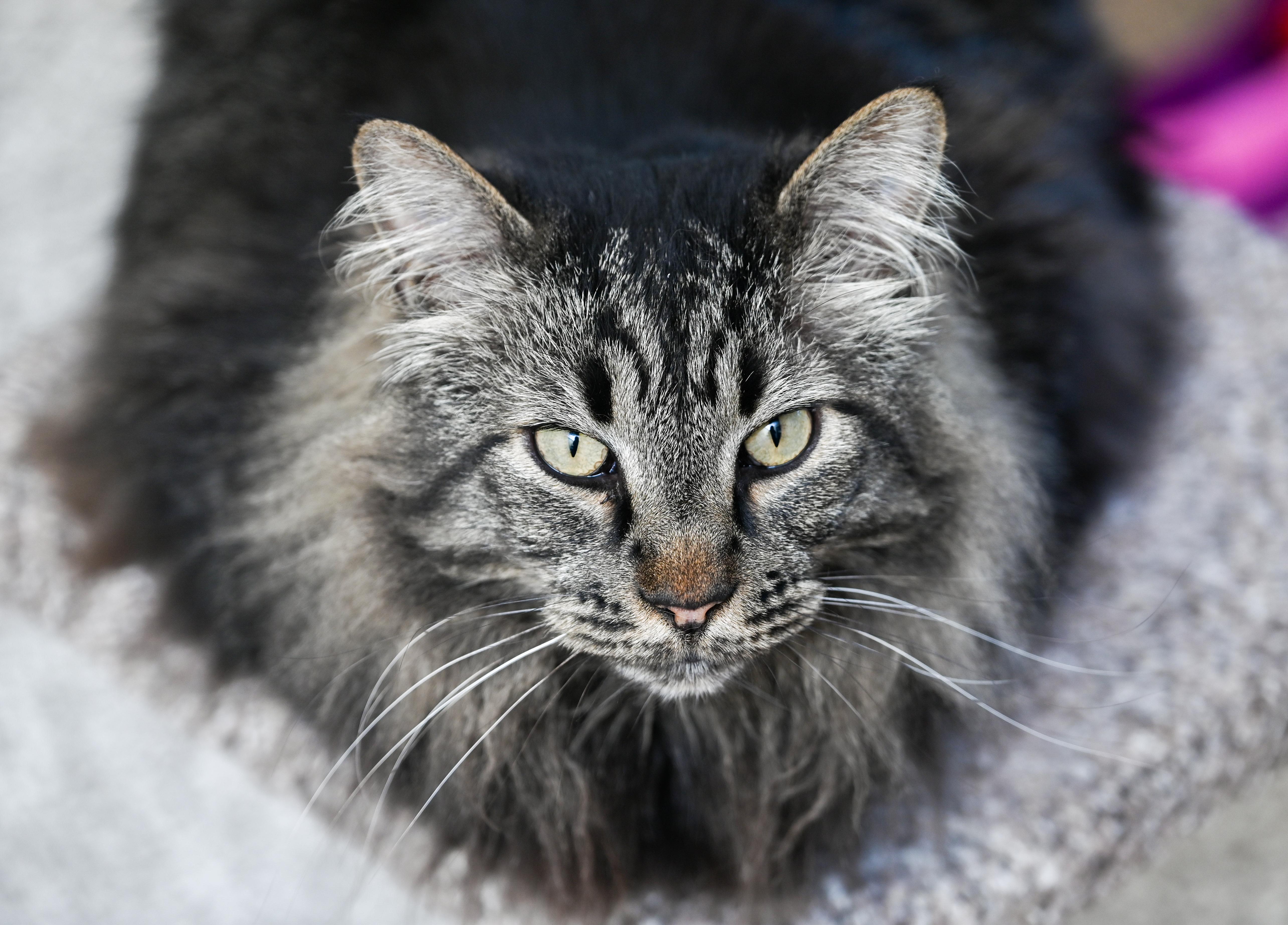 Enlarge Sebastian, an adopted mixed breed in Chattanooga, TN image 3/6