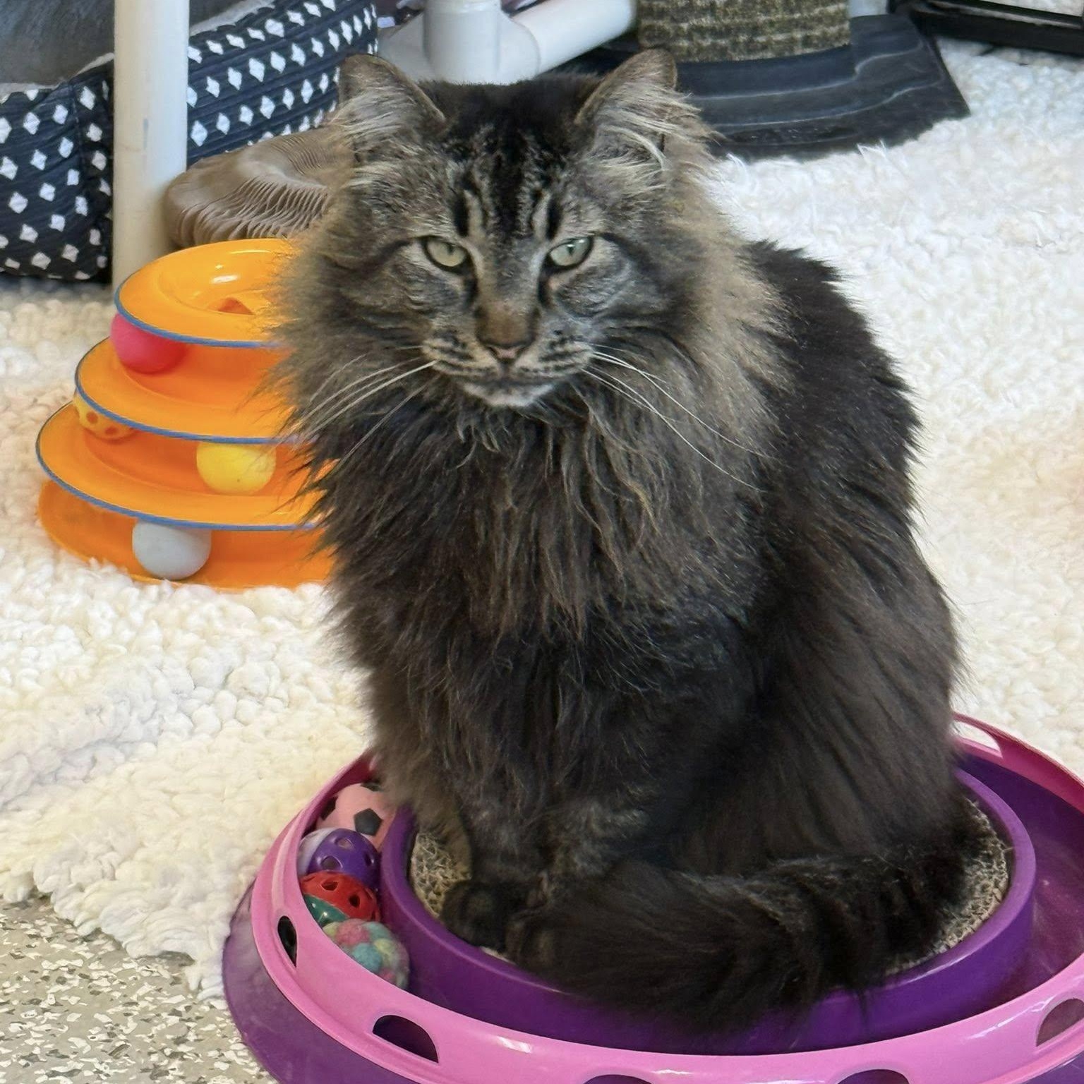 Enlarge Sebastian, an adopted mixed breed in Chattanooga, TN image 5/6