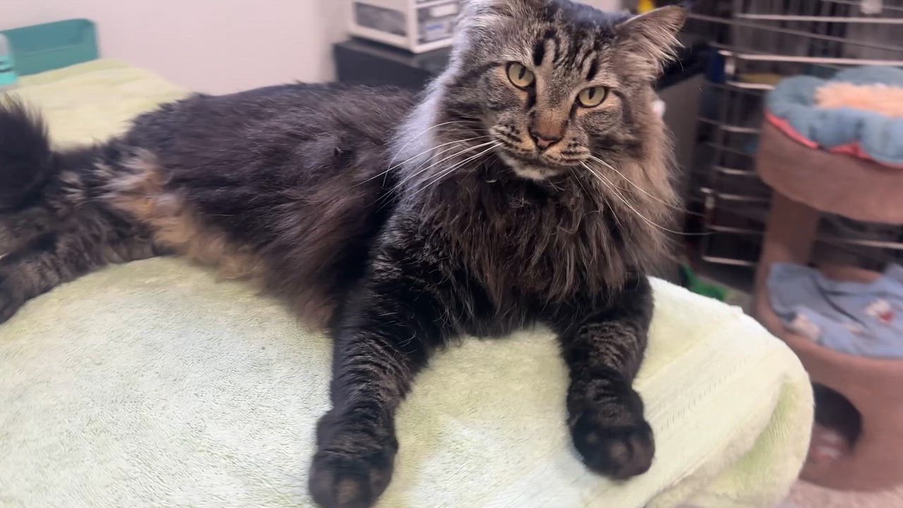 Enlarge Sebastian, an adopted mixed breed in Chattanooga, TN video 6/6