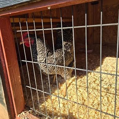Enlarge SVAS-Stray-39625, a Adoptable Chicken in Verona, VA image 1/1