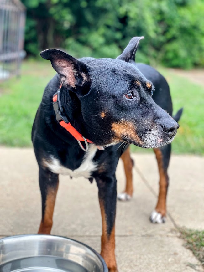 Enlarge Lizzie, a Adoptable mixed breed in Jackson, MS image 2/6