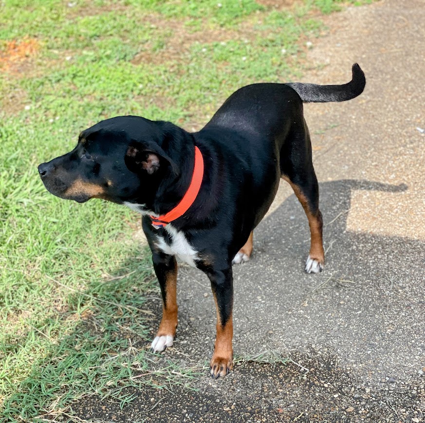 Enlarge Lizzie, a Adoptable mixed breed in Jackson, MS image 5/6