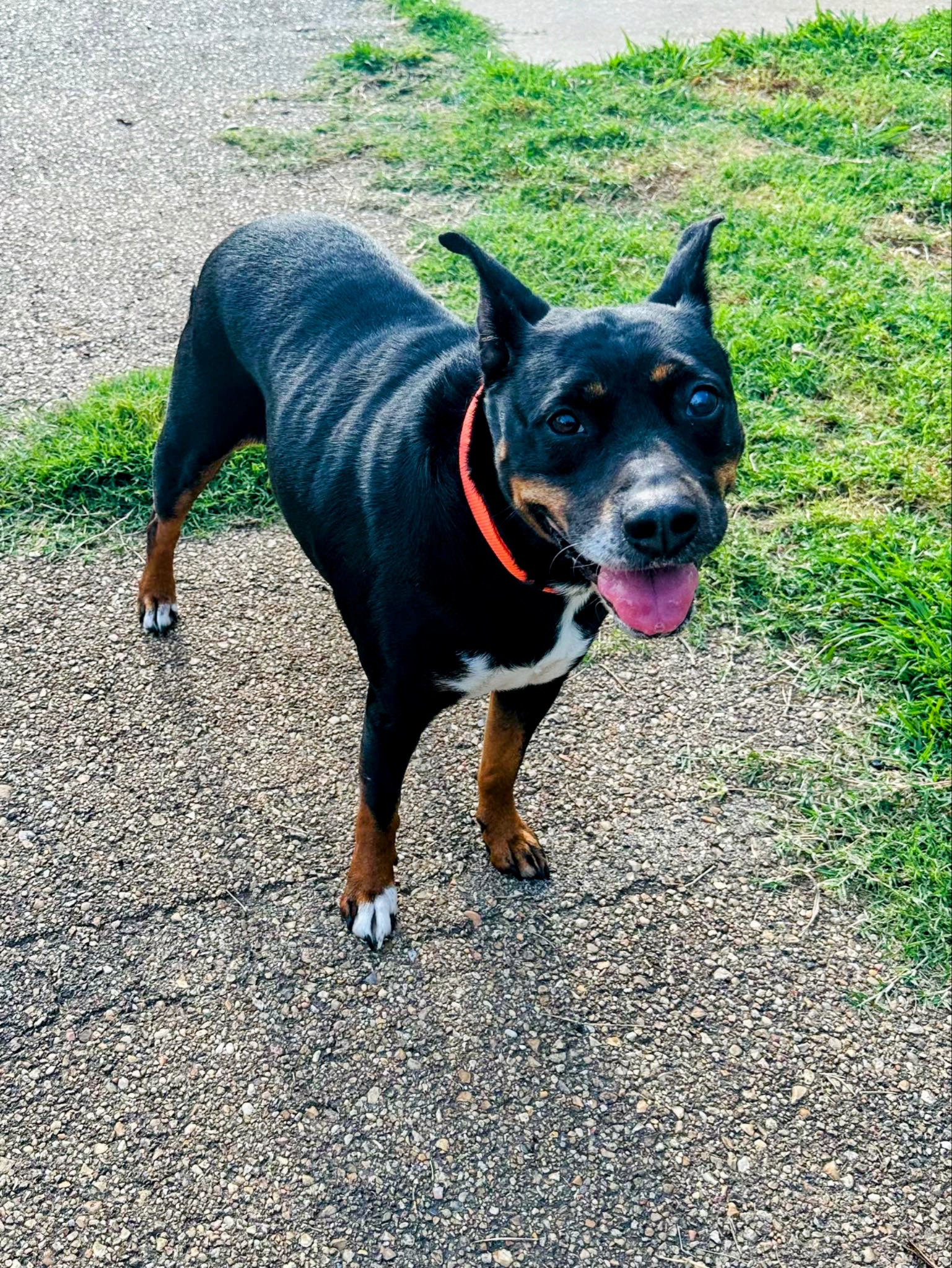 Enlarge Lizzie, a Adoptable mixed breed in Jackson, MS image 1/6