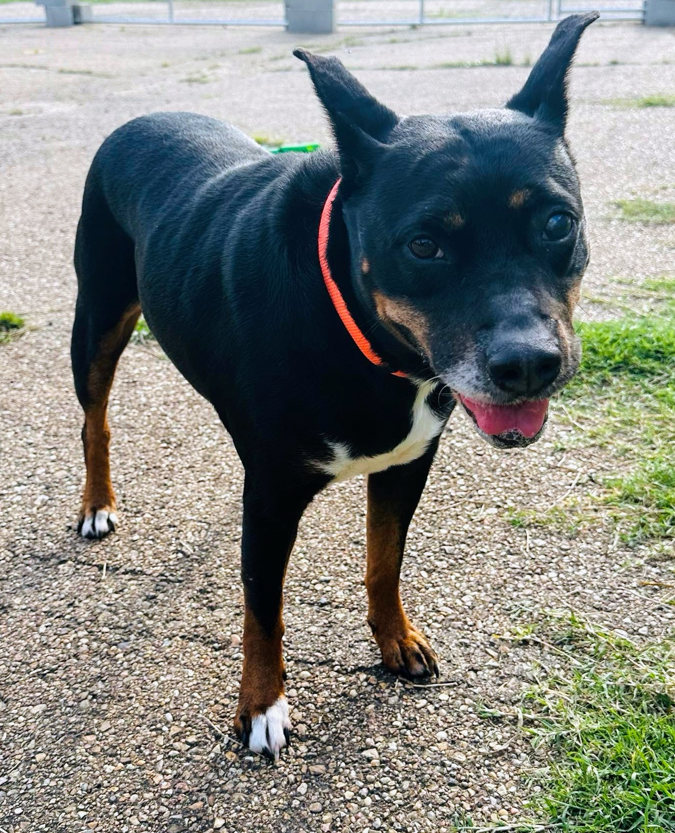 Enlarge Lizzie, a Adoptable mixed breed in Jackson, MS image 3/6