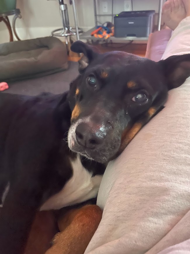 Enlarge Lizzie, a Adoptable mixed breed in Jackson, MS image 6/6