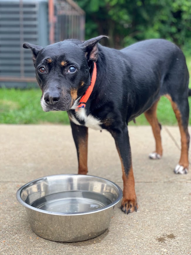 Enlarge Lizzie, a Adoptable mixed breed in Jackson, MS image 4/6