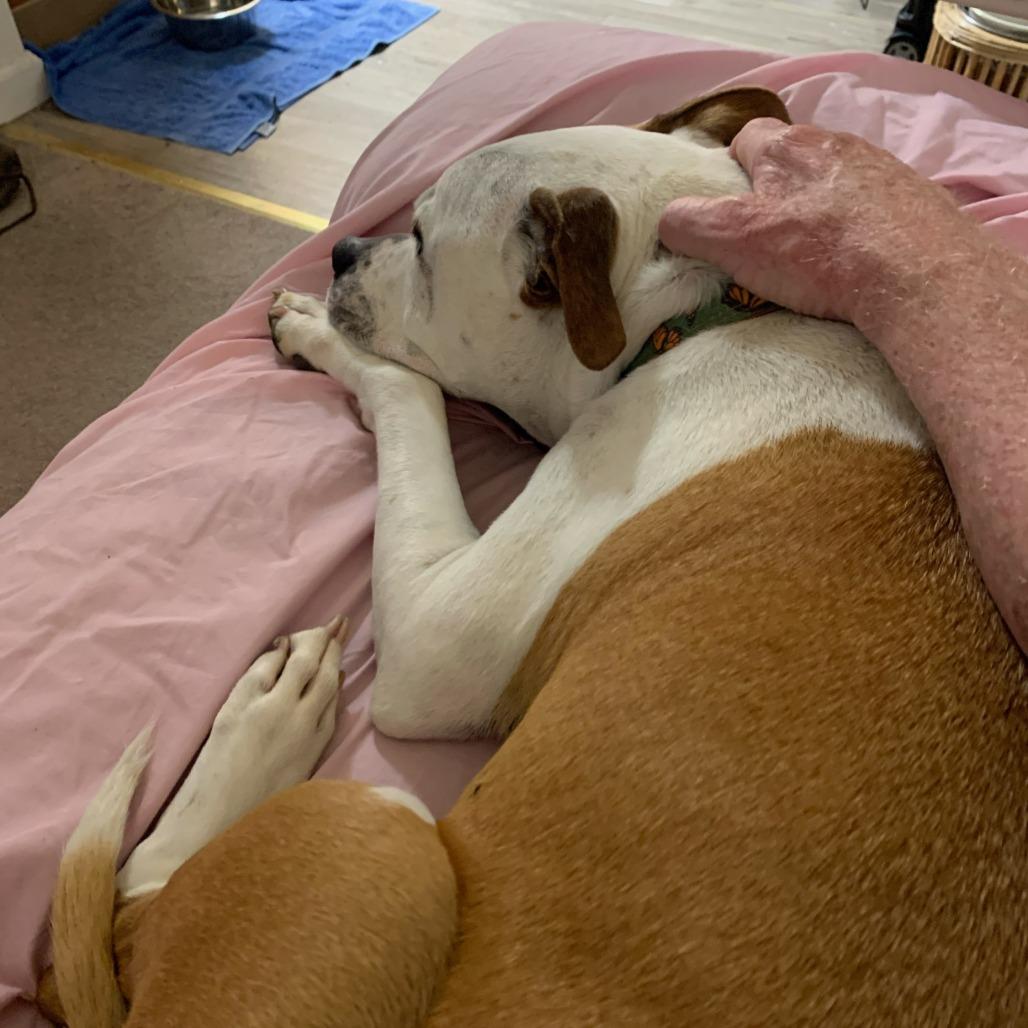 Maya, a Adoptable American Bulldog in Kensington, CA image 1/6