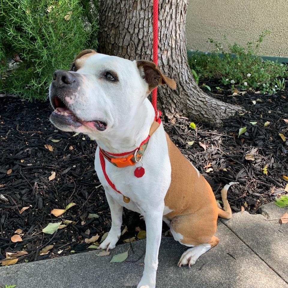 Maya, a Adoptable American Bulldog in Kensington, CA image 2/6