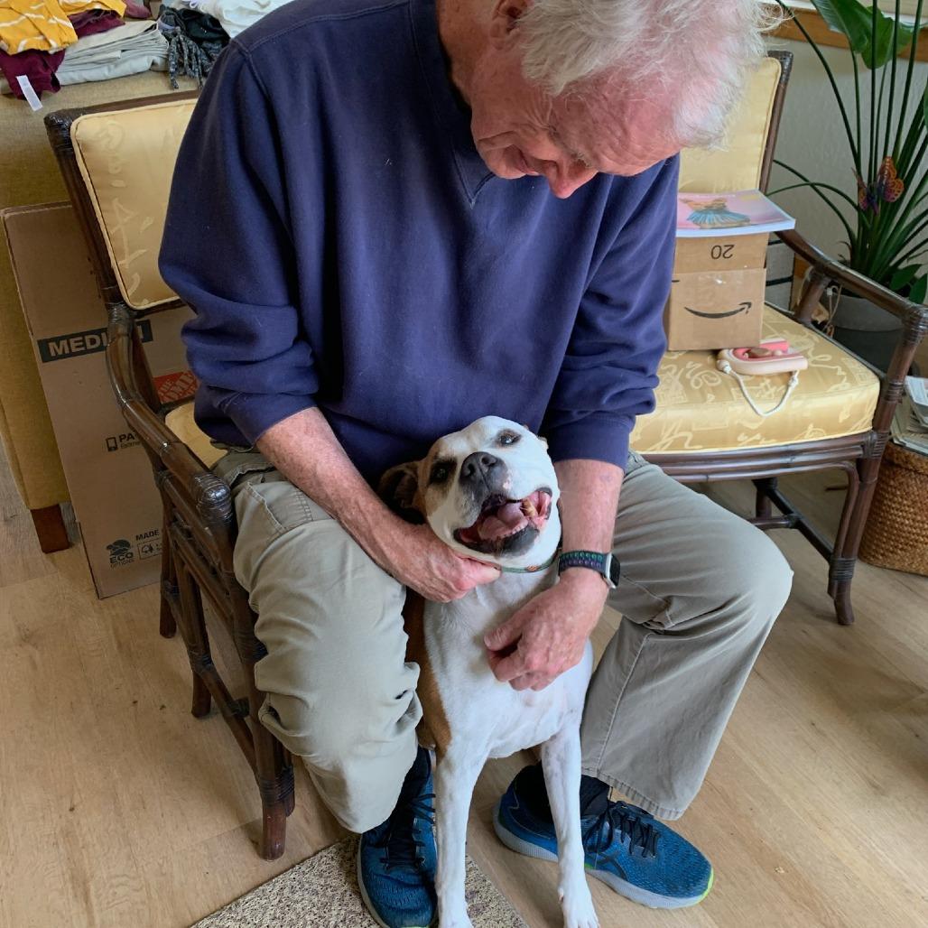Maya, a Adoptable American Bulldog in Kensington, CA image 3/6