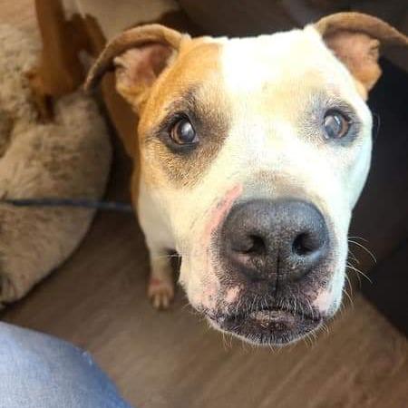 Maya, a Adoptable American Bulldog in Kensington, CA image 4/6