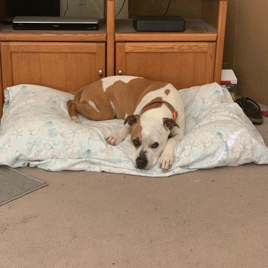 Maya, a Adoptable American Bulldog in Kensington, CA image 5/6