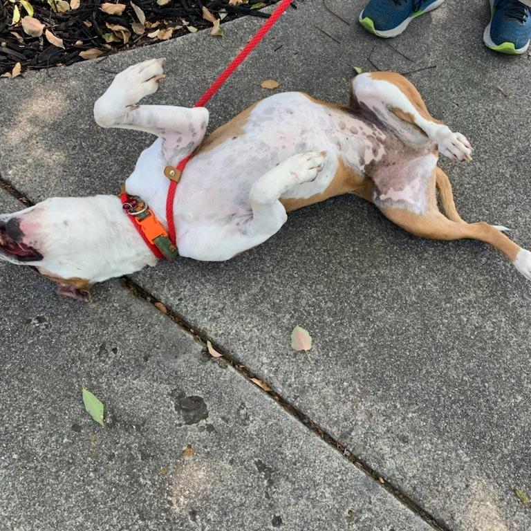 Maya, a Adoptable American Bulldog in Kensington, CA image 6/6