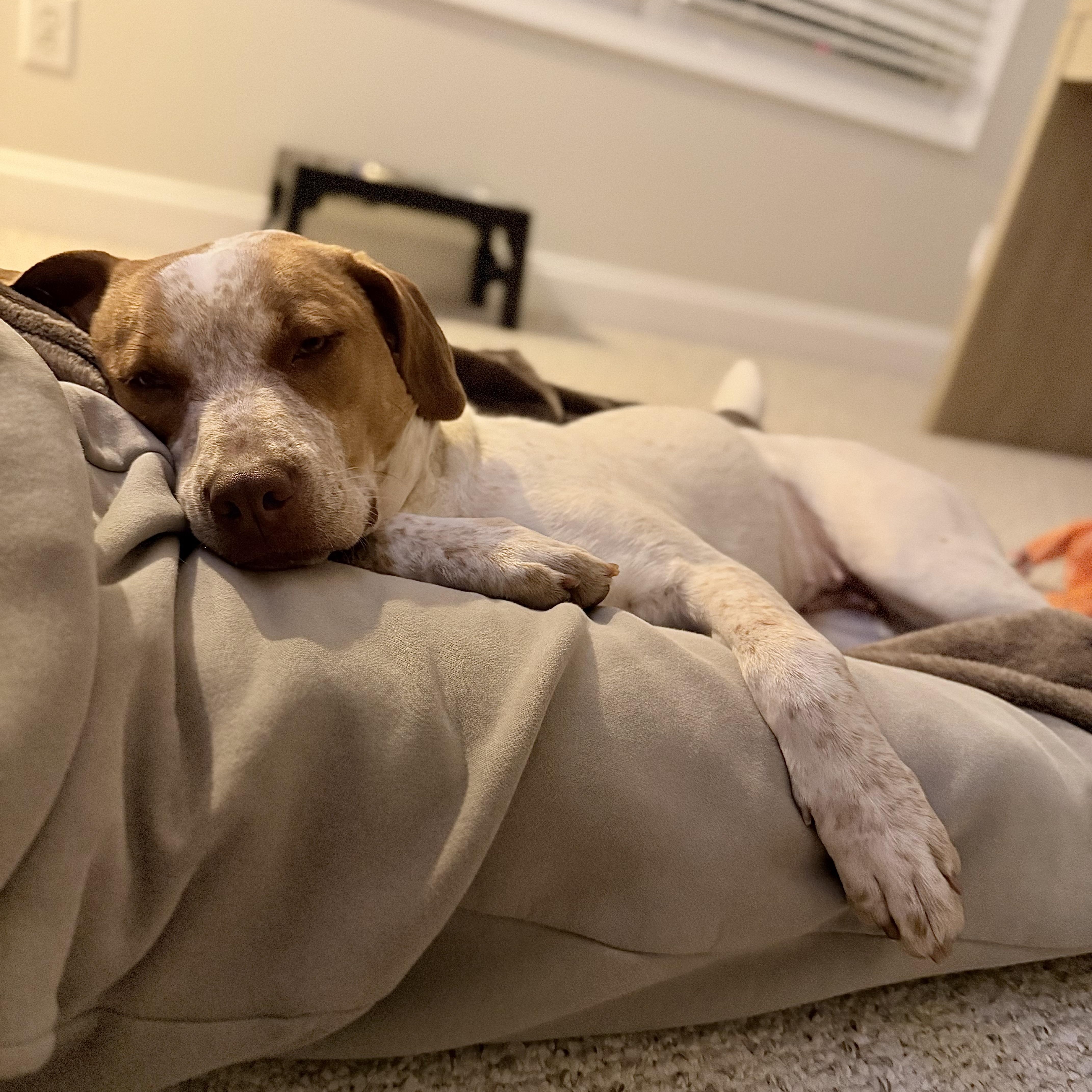 Enlarge Rosemary , a Adoptable mixed breed in Charlotte, NC image 3/5