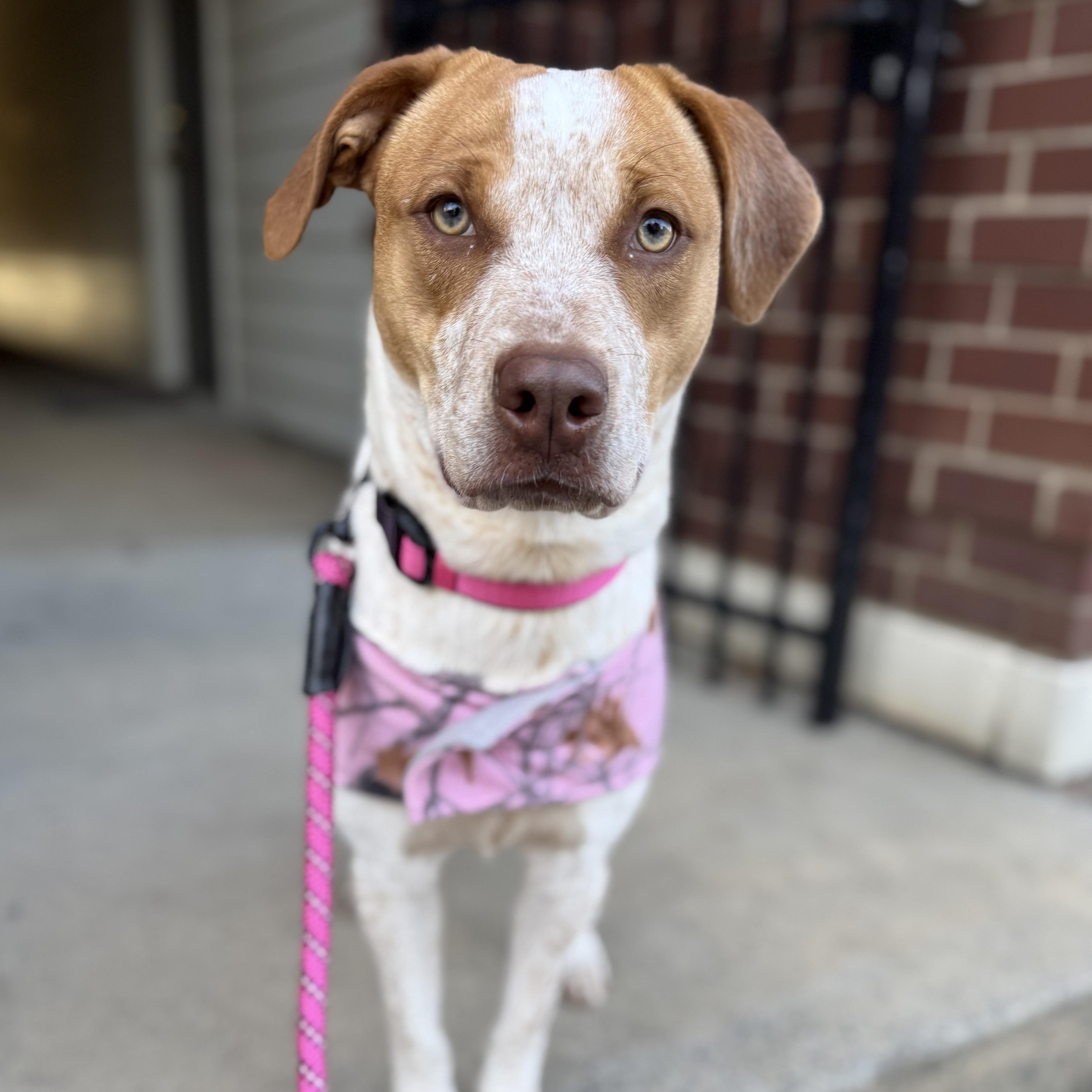 Rosemary , Adoptable, Young Female Pit Bull Terrier.
