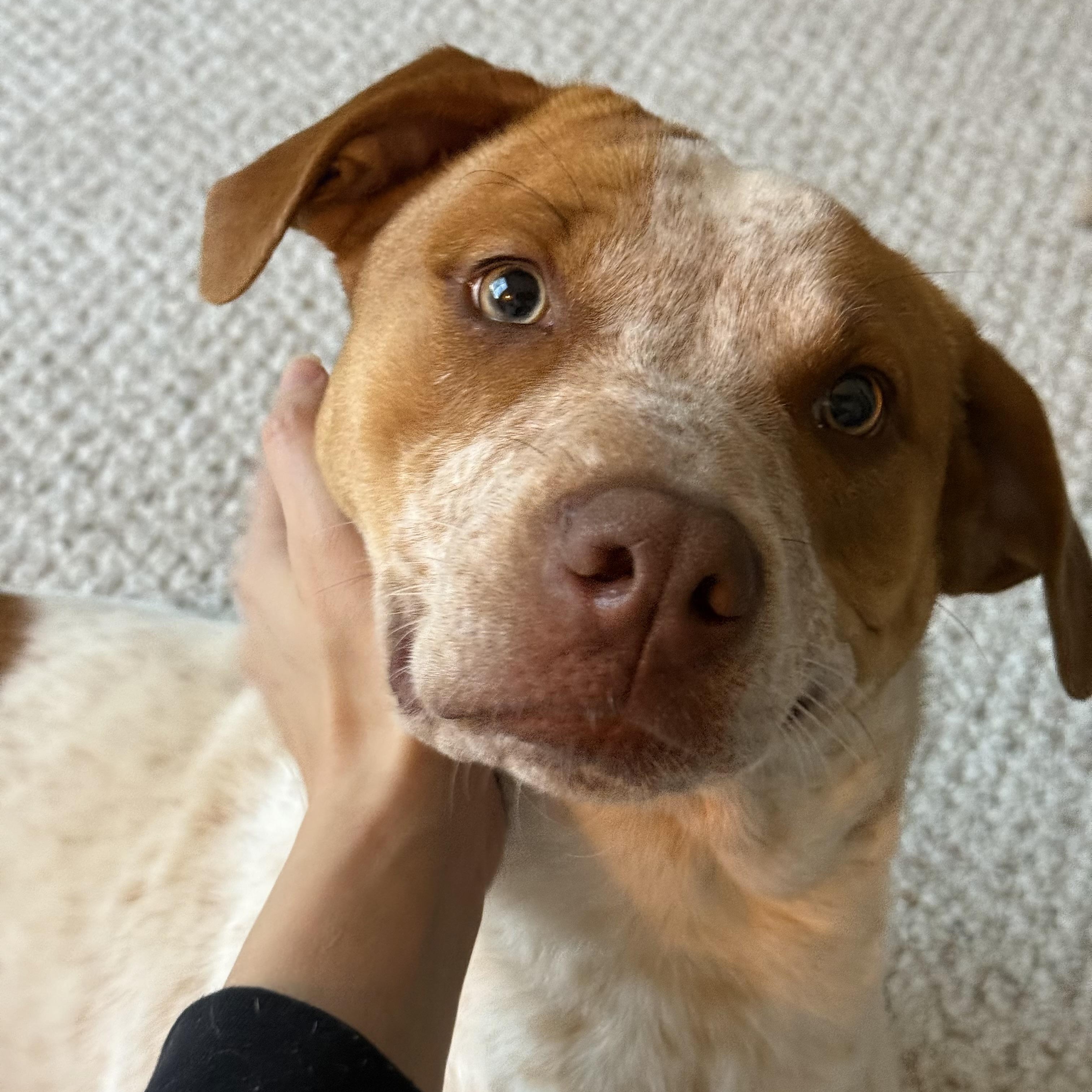Enlarge Rosemary , a Adoptable mixed breed in Charlotte, NC image 4/5