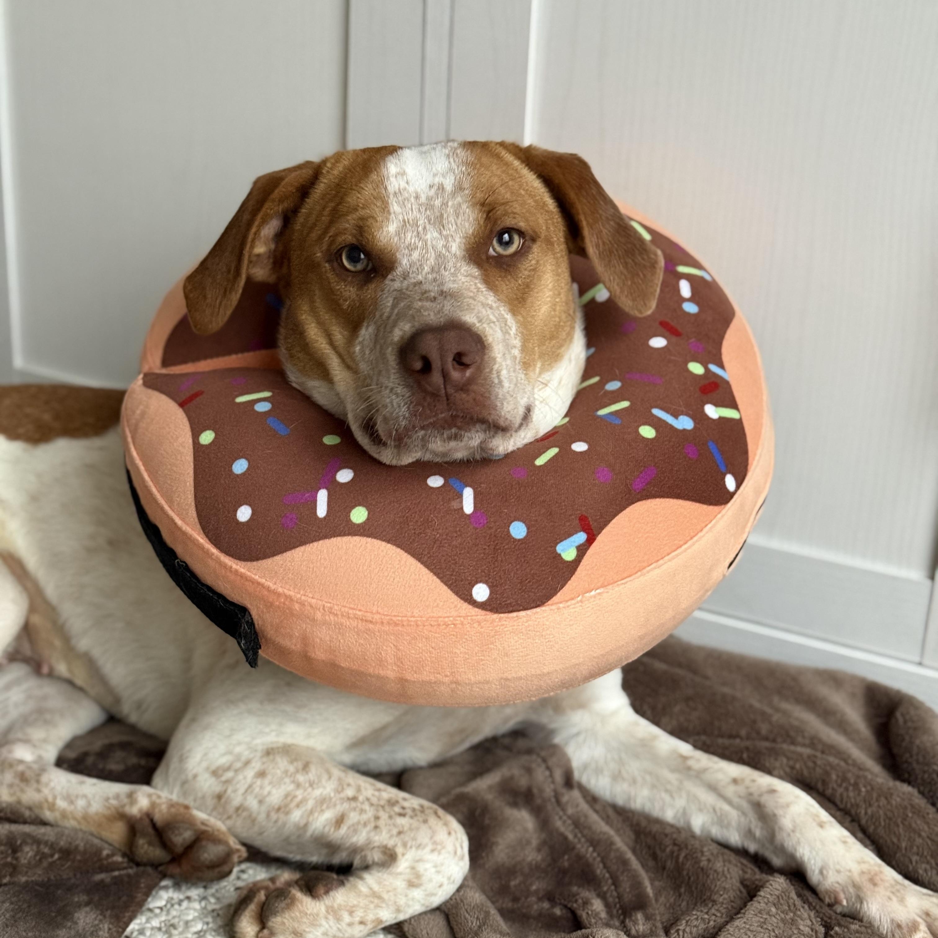 Enlarge Rosemary , a Adoptable mixed breed in Charlotte, NC image 5/5