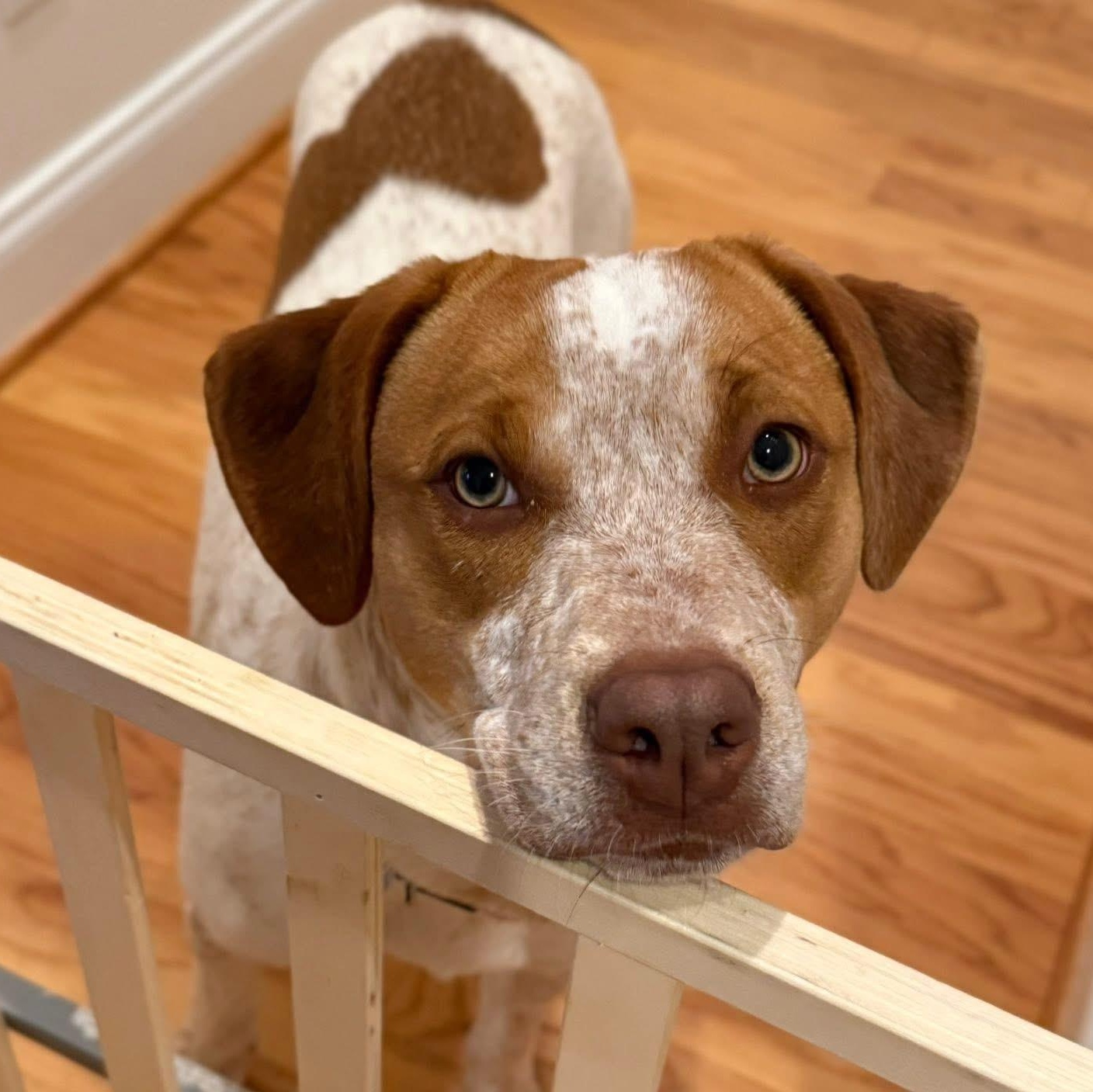 Rosemary , Adoptable, Young Female Pit Bull Terrier.