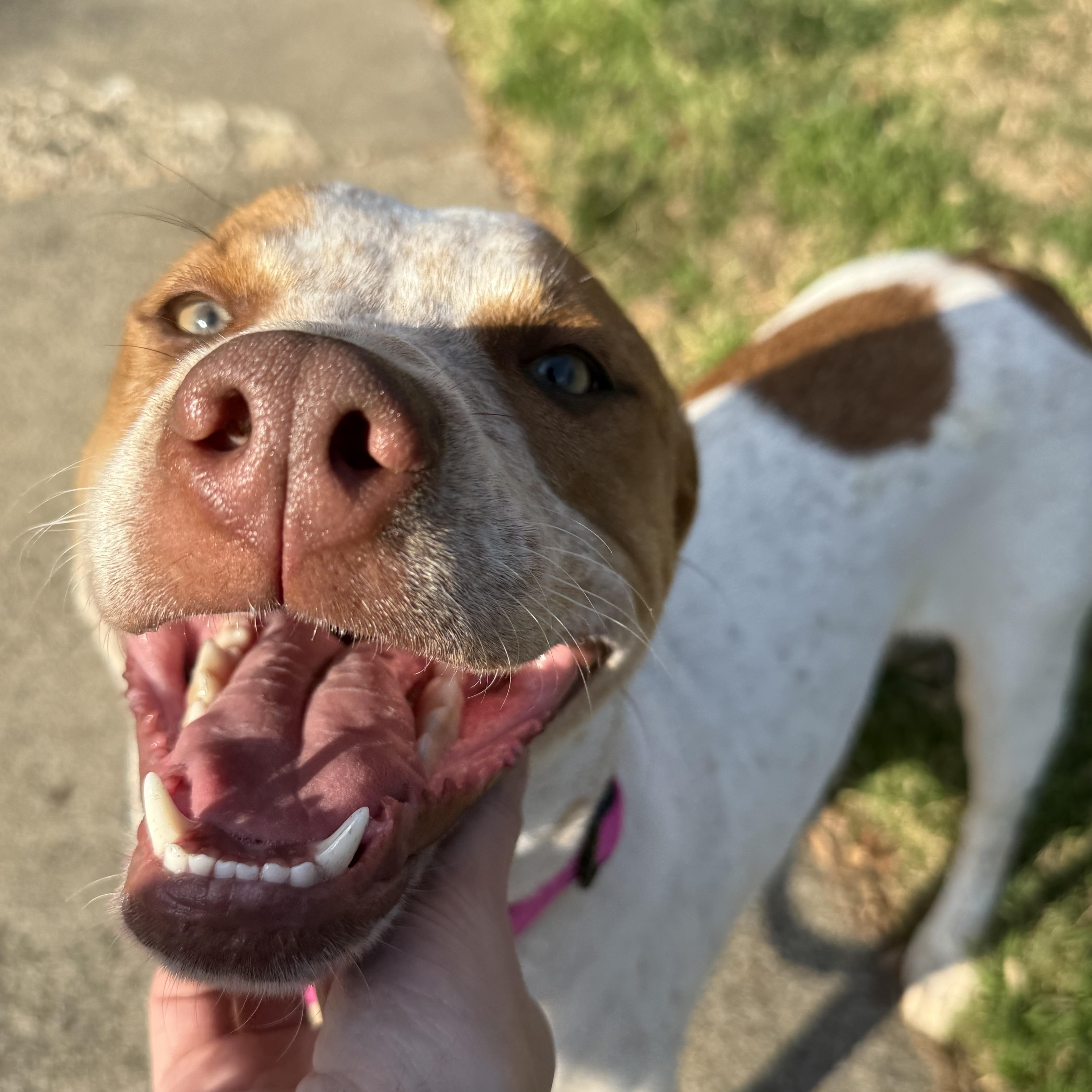 Enlarge Rosemary , a Adoptable mixed breed in Charlotte, NC image 2/5