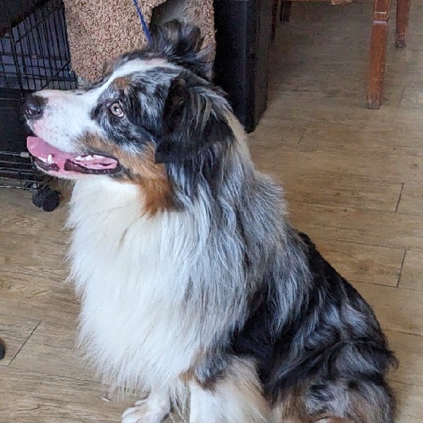 Dog for adoption CHARLIE, an Australian Shepherd in Terrace Park, OH