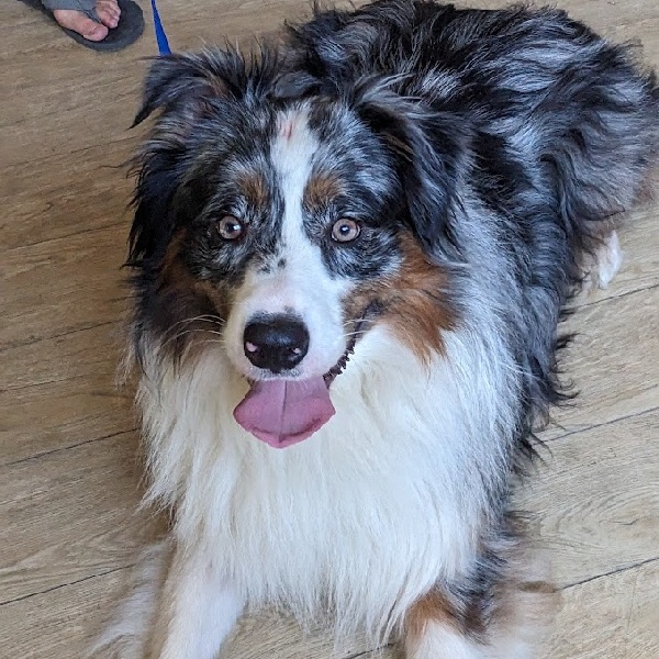 Dog for adoption CHARLIE, an Australian Shepherd in Terrace Park, OH