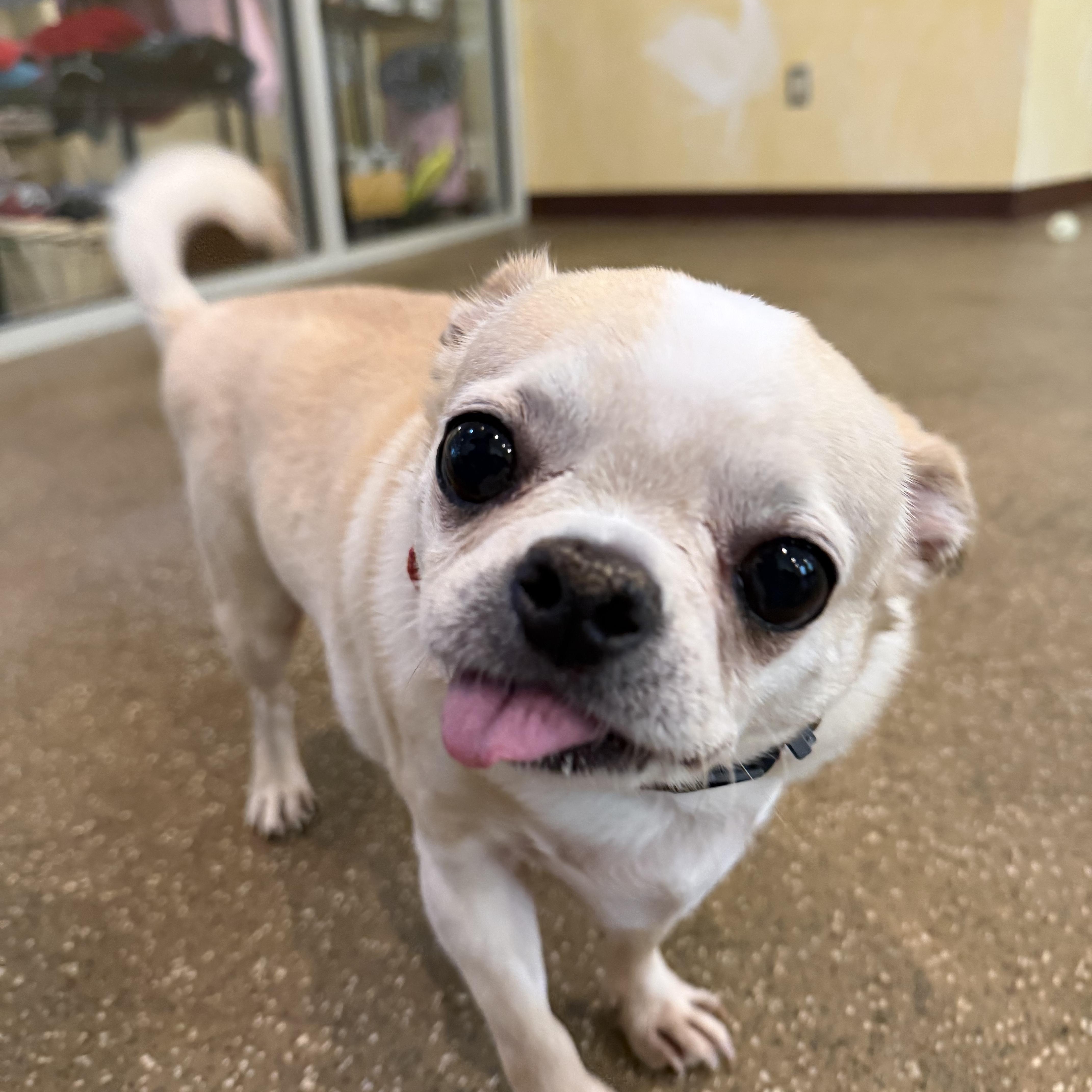 Jack, adopted, Adult Male Pug.