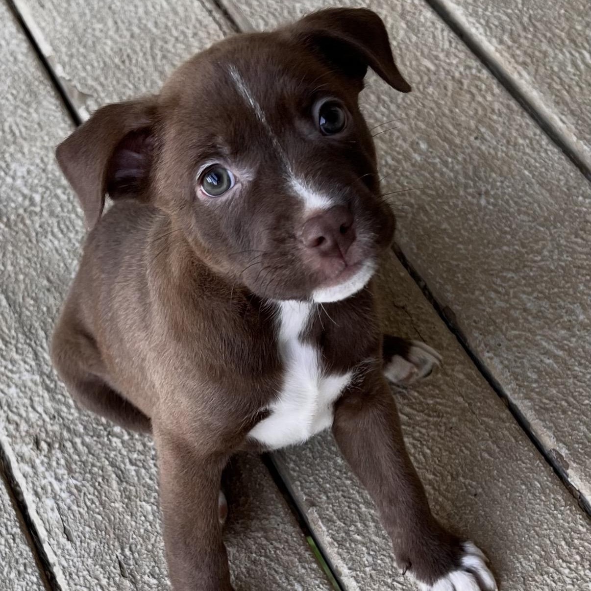 Enlarge Diggy, an adopted mixed breed in Hamilton , NJ image 1/1