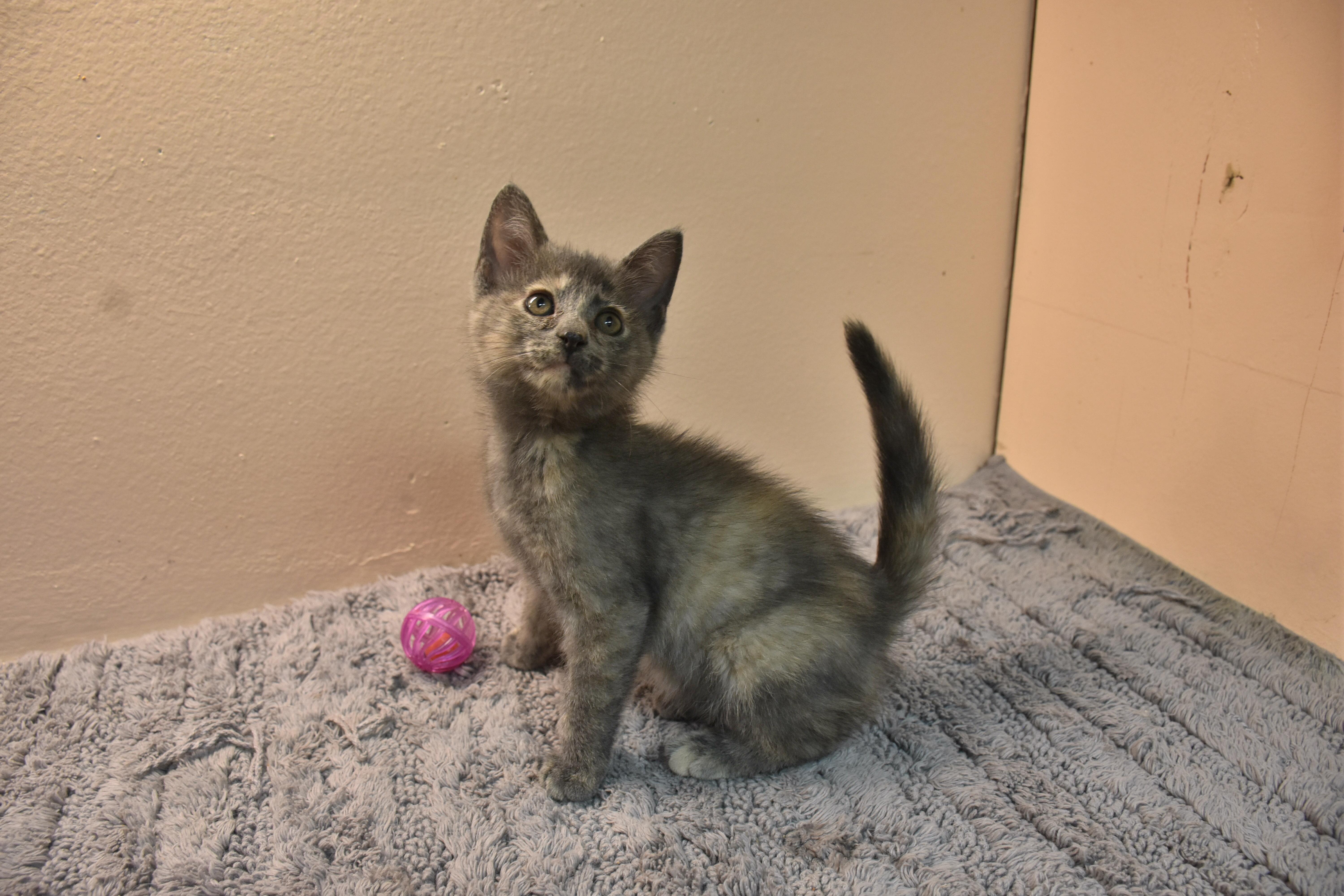 Enlarge Maybell, a Adoptable Domestic Short Hair in North Judson, IN image 1/1
