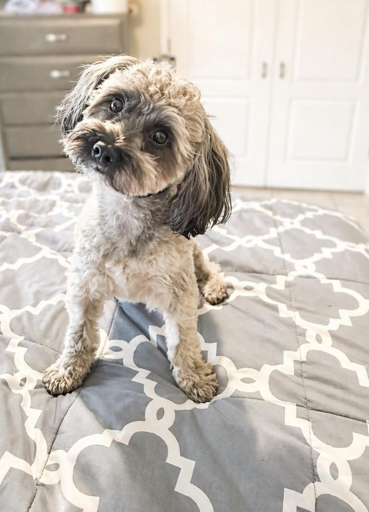 Enlarge Rubio, an adopted mixed breed in Maitland, FL image 1/4