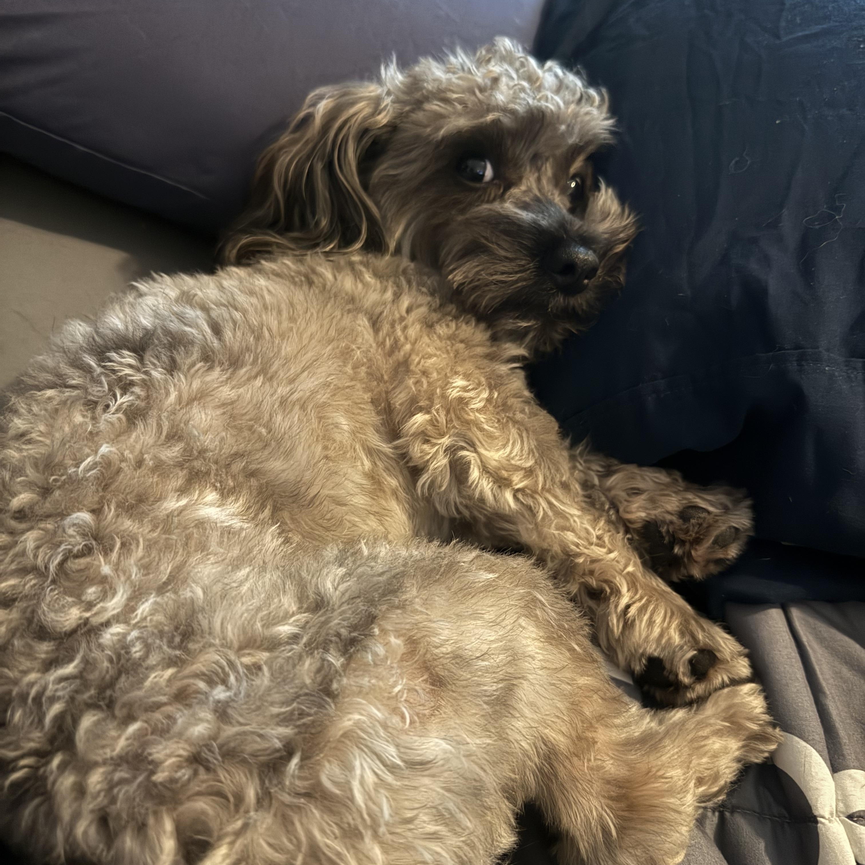 Enlarge Rubio, an adopted mixed breed in Maitland, FL image 3/4