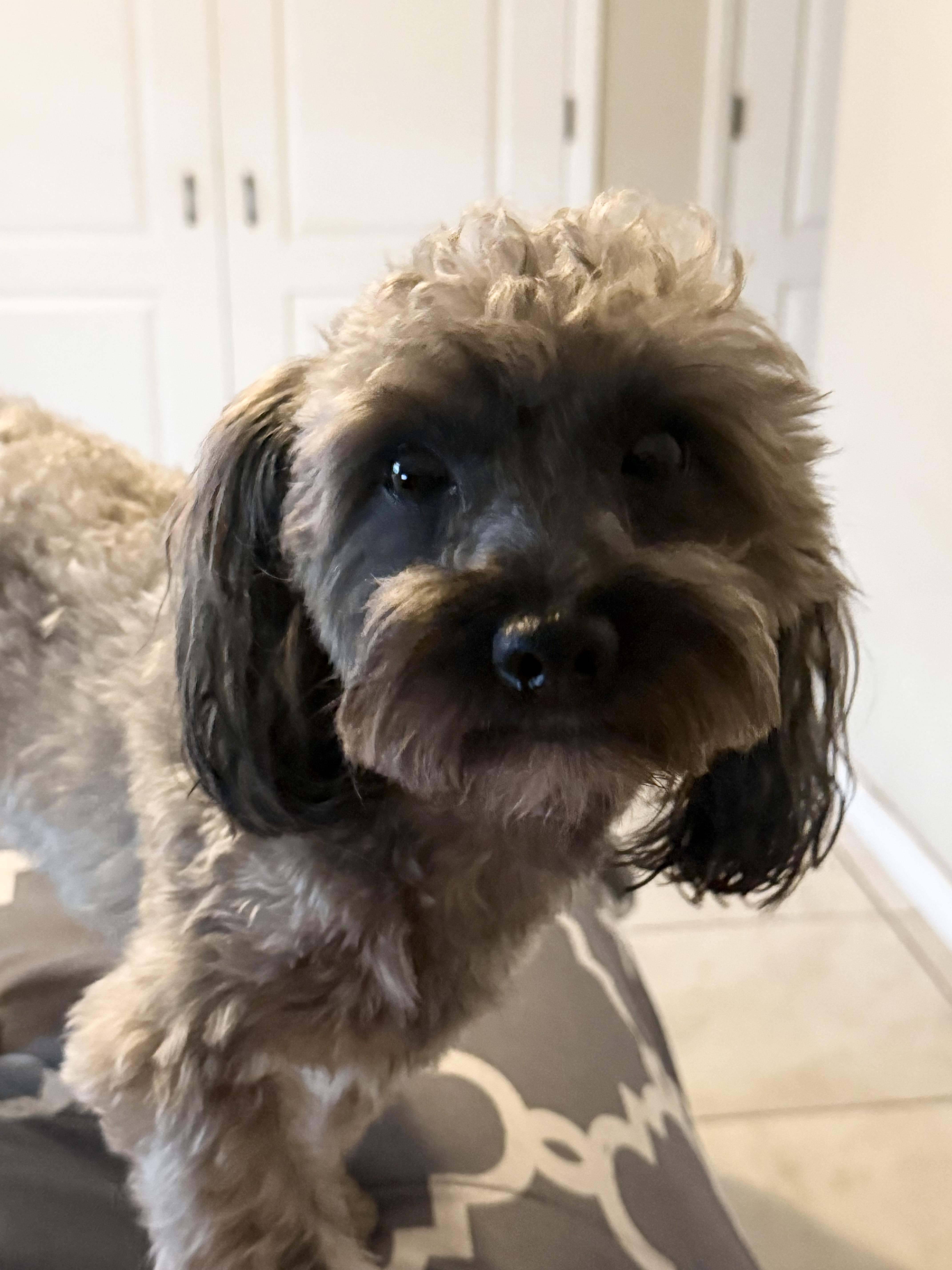 Enlarge Rubio, an adopted mixed breed in Maitland, FL image 2/4