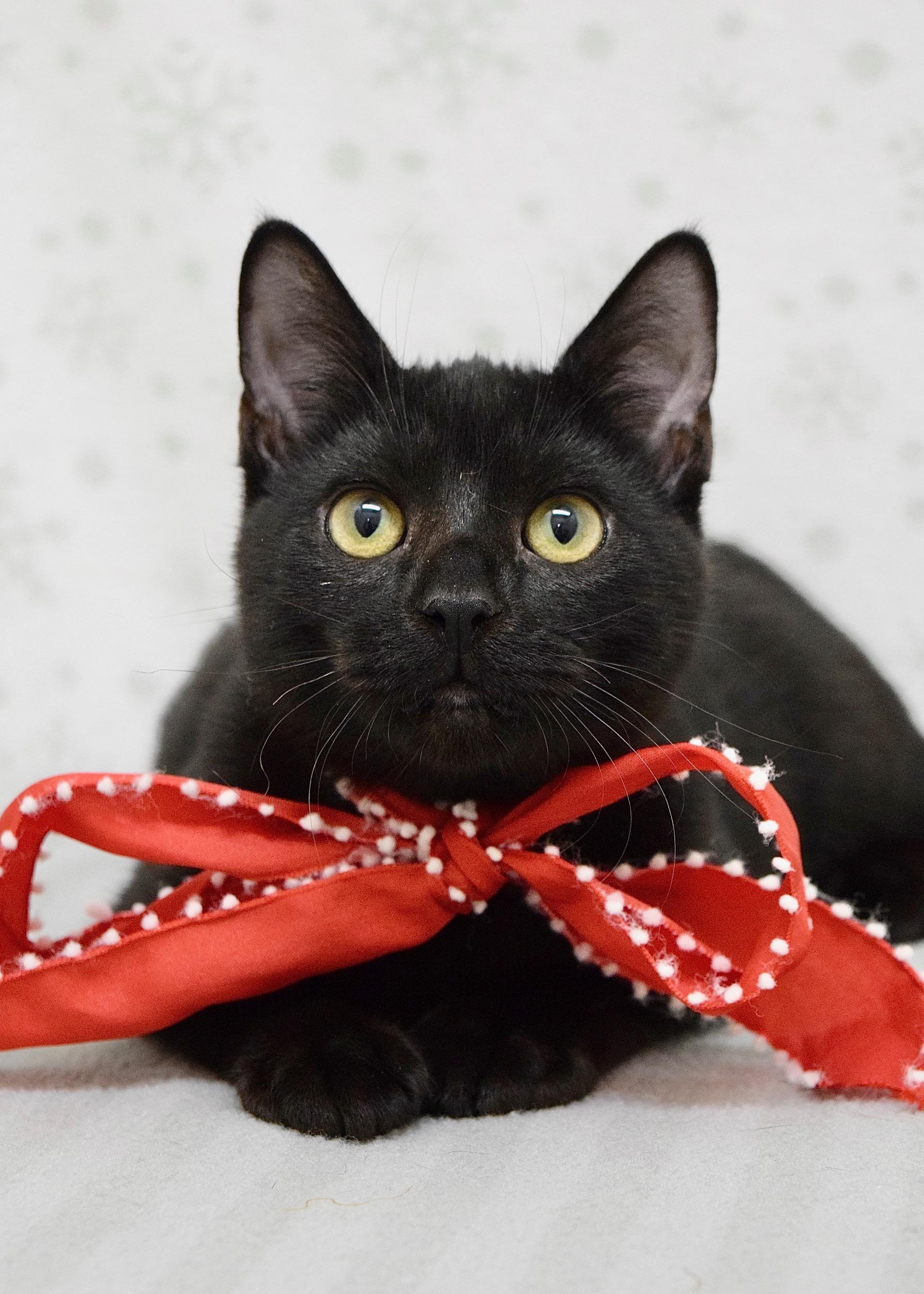 Enlarge Saturday, a ADOPTABLE Domestic Short Hair in Dublin, CA image 1/4