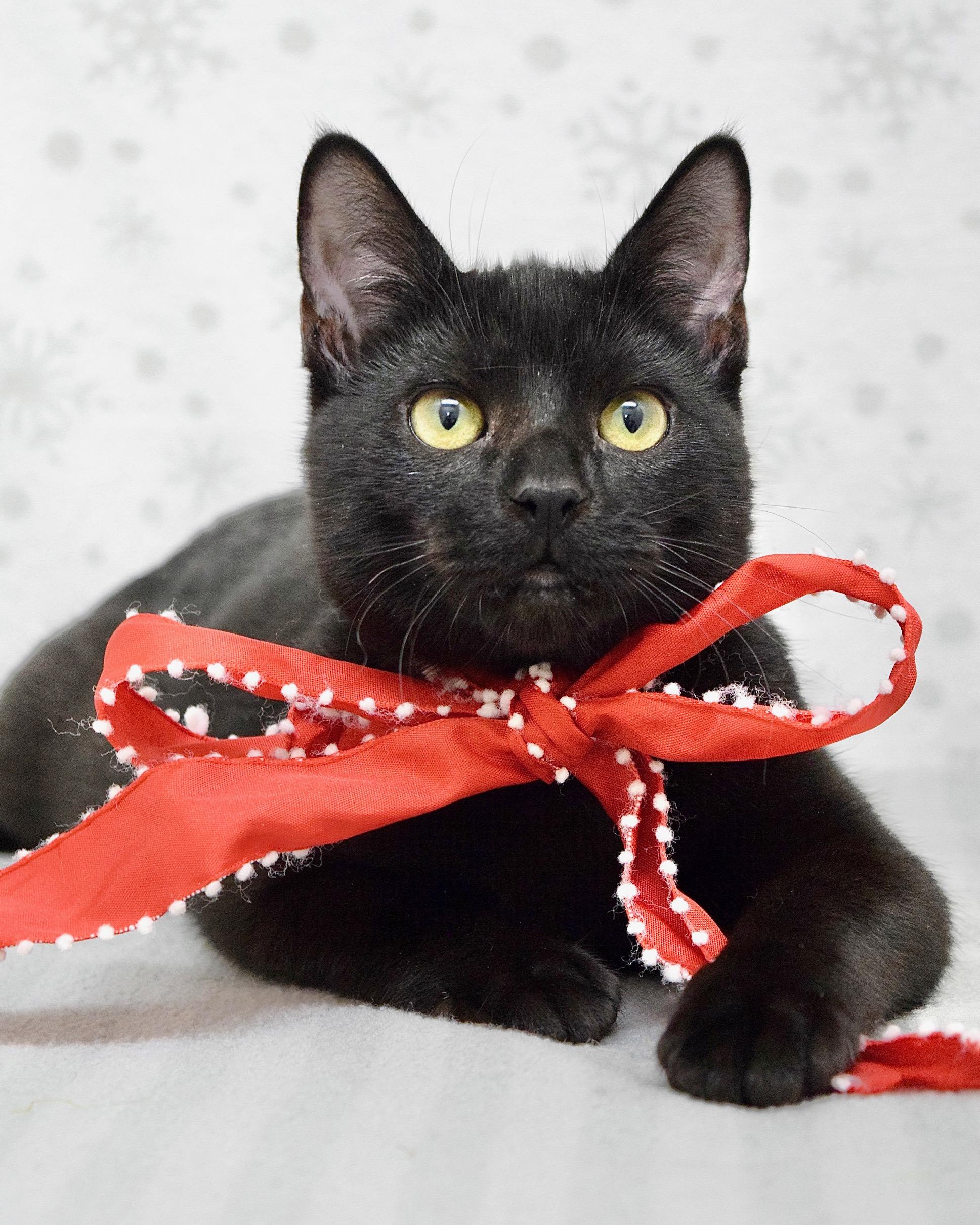 Enlarge Saturday, a ADOPTABLE Domestic Short Hair in Dublin, CA image 4/4