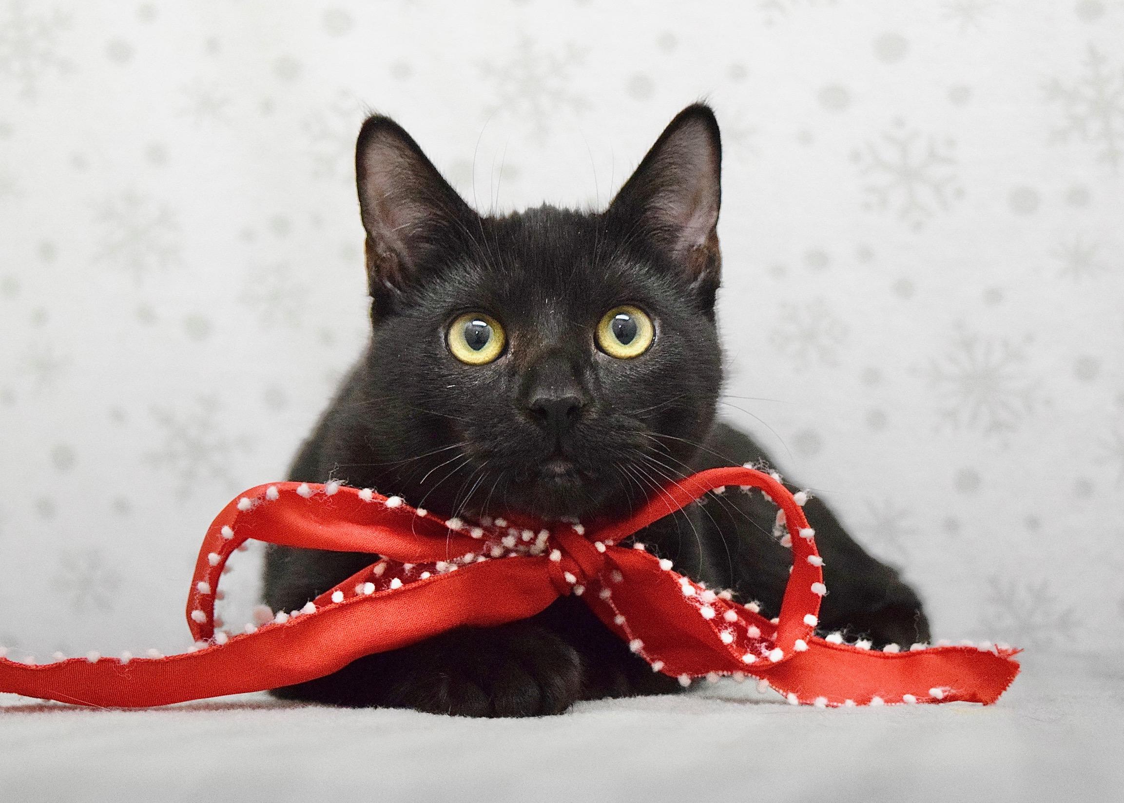 Enlarge Saturday, a ADOPTABLE Domestic Short Hair in Dublin, CA image 2/4