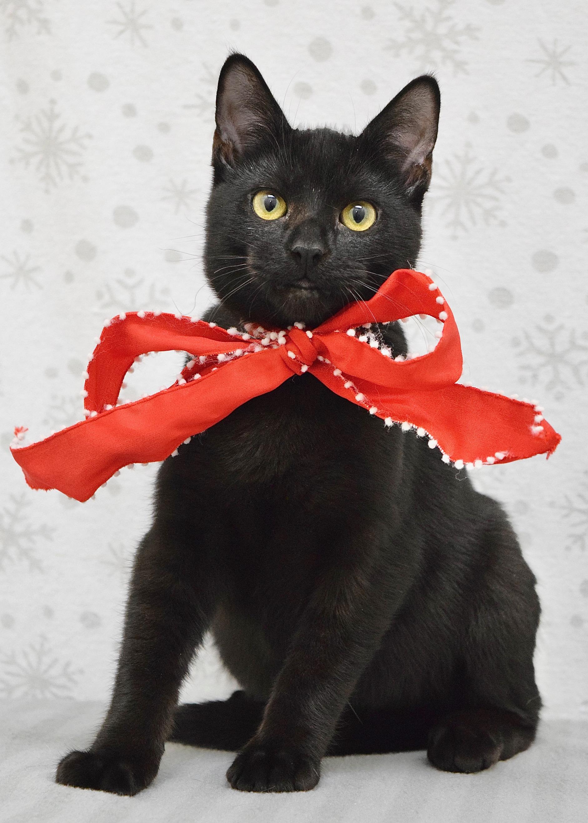 Enlarge Saturday, a ADOPTABLE Domestic Short Hair in Dublin, CA image 3/4