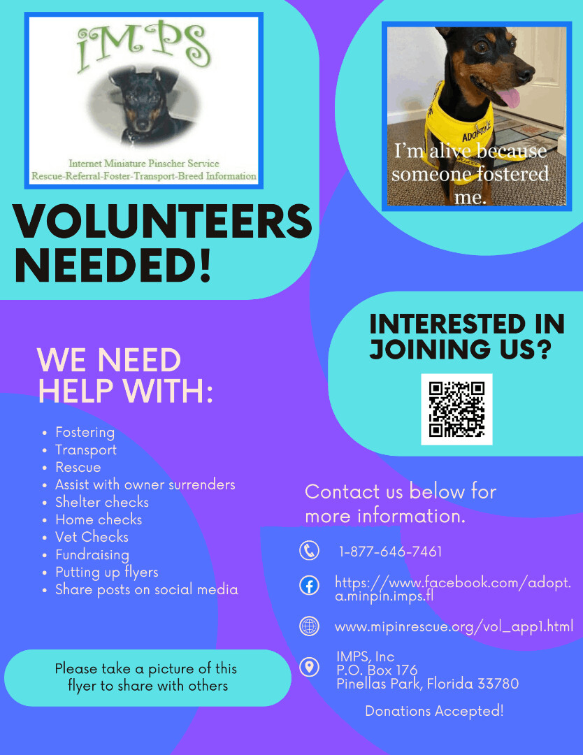 WOULD YOU FOSTER?, Adoptable, Adult Male Miniature Pinscher.