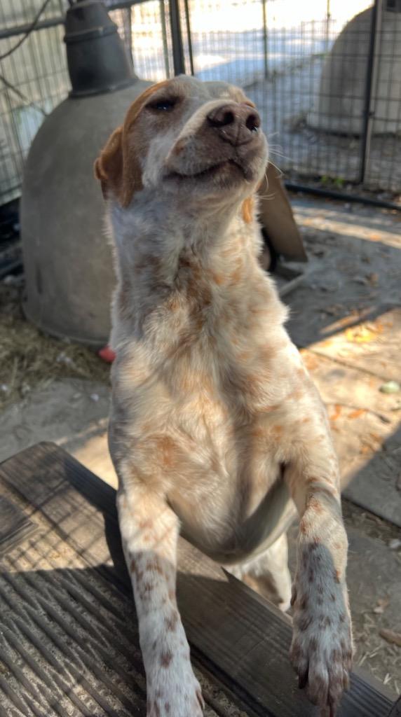 Paris, Adoptable, Adult Female Cattle Dog & Mixed Breed.