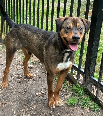 Enlarge Elton, a Adoptable Mixed Breed in Yellville, AR image 1/1